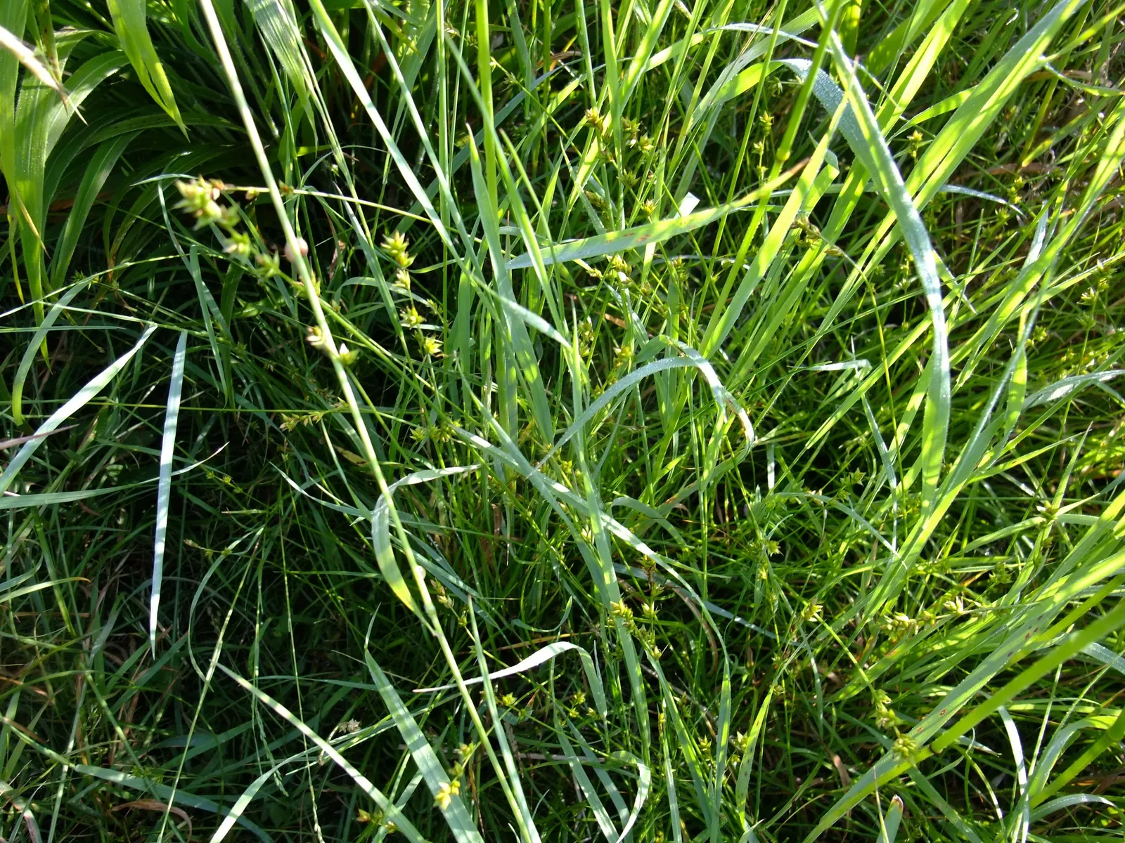 Berkeley Sedge (Carex Divulsa) — grass-like appearance and ability to thrive in a diverse range of environmental conditions; grass for full or half