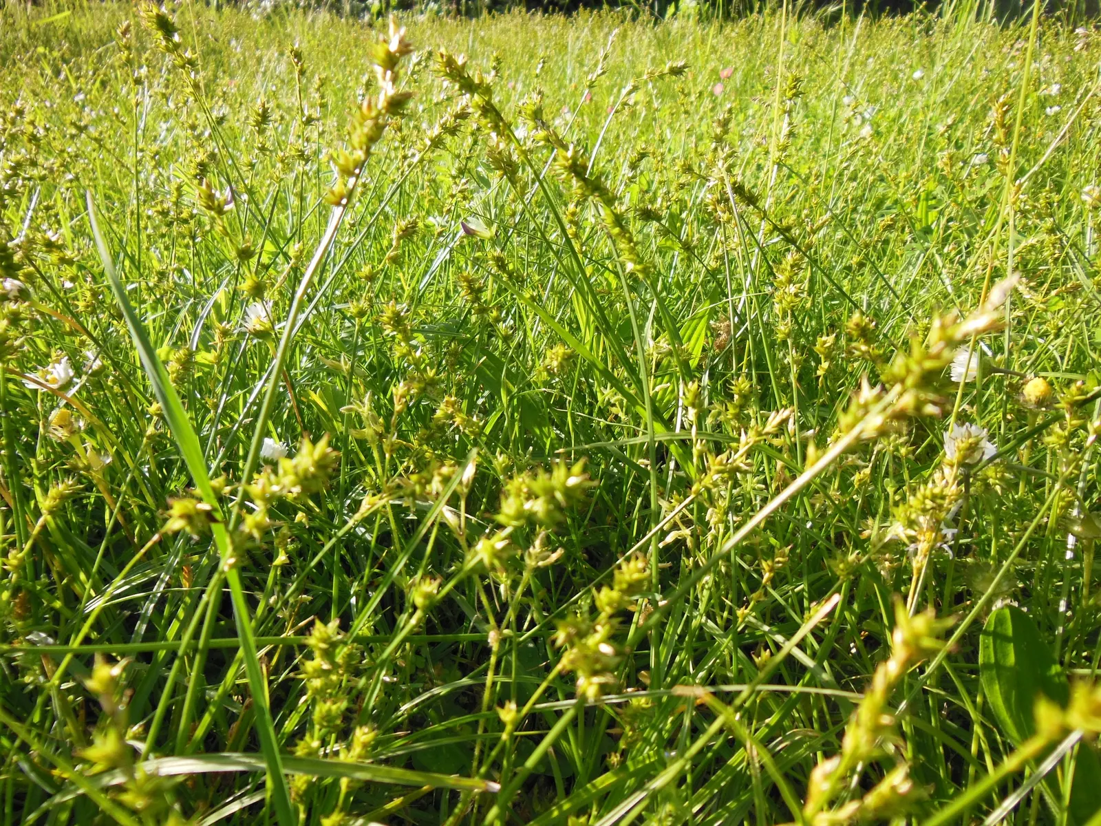 Berkeley Sedge (Carex Divulsa) — grass-like appearance and ability to thrive in a diverse range of environmental conditions