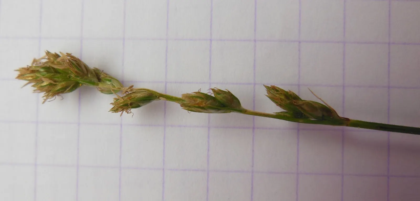 Berkeley Sedge (Carex Divulsa) — Berkeley Sedge is a superb selection for mass plantings