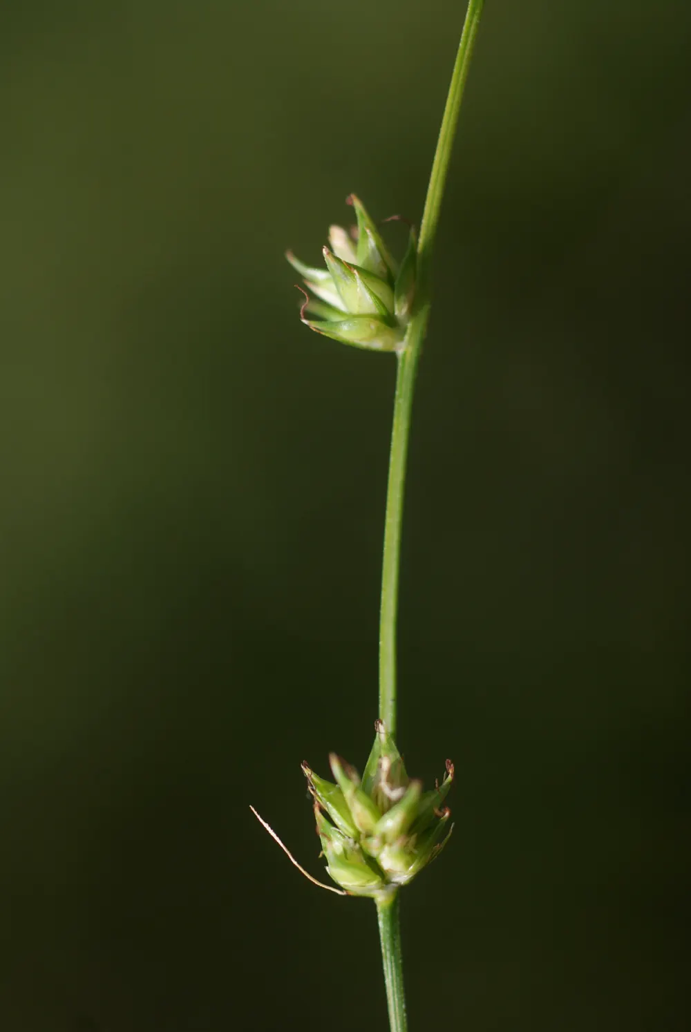 Berkeley Sedge (Carex Divulsa) — its foliage provides excellent ground cover