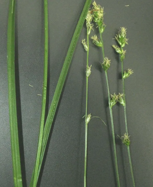 Berkeley Sedge (Carex Divulsa) — it maintains its vibrant green coloration and fountain-like structure; carex divulsa flourishes in both full sun and partial