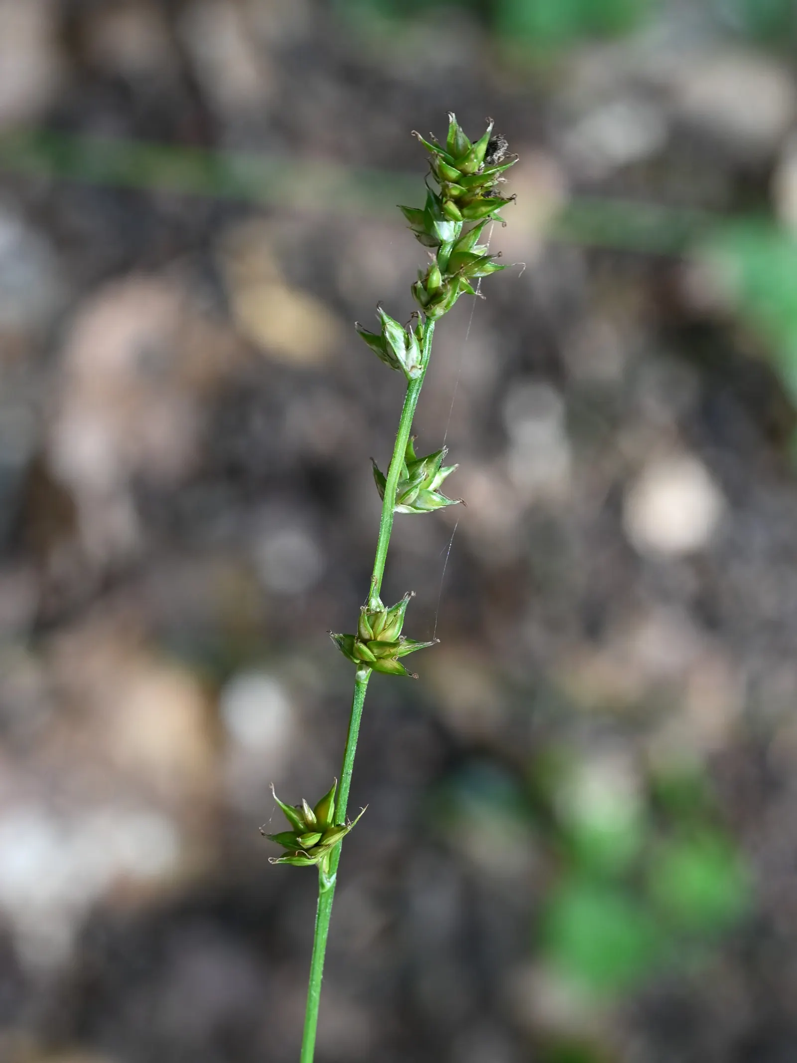 Berkeley Sedge (Carex Divulsa) — showing a remarkable resilience to varying light conditions; offering shelter and food to various insects