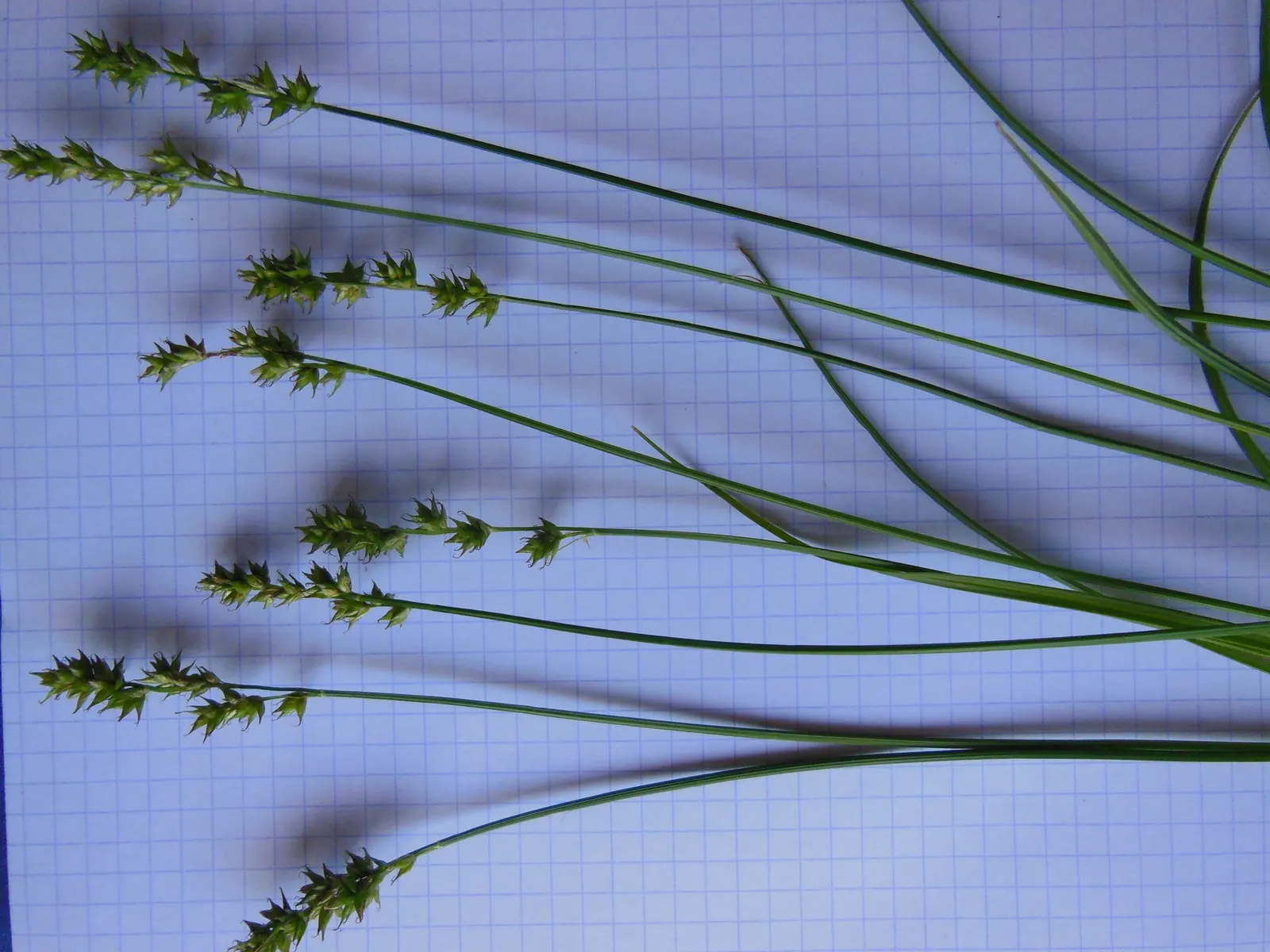 Berkeley Sedge (Carex Divulsa) — with a similar spread of 1 to 2 feet; when positioned under the dappled shade of trees or incorporated into a, image 71