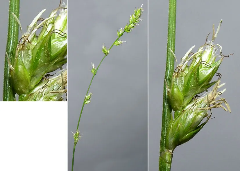 Berkeley Sedge (Carex Divulsa) — and as an accent in mixed containers