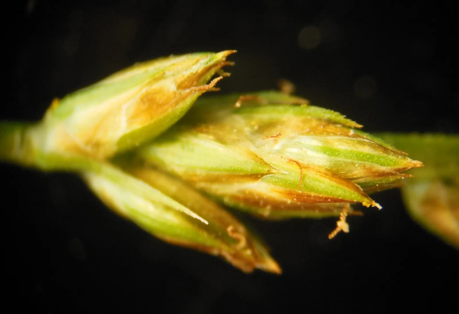 Berkeley Sedge (Carex Divulsa) — With its fine texture and graceful form; it maintains its vibrant green coloration and fountain-like structure