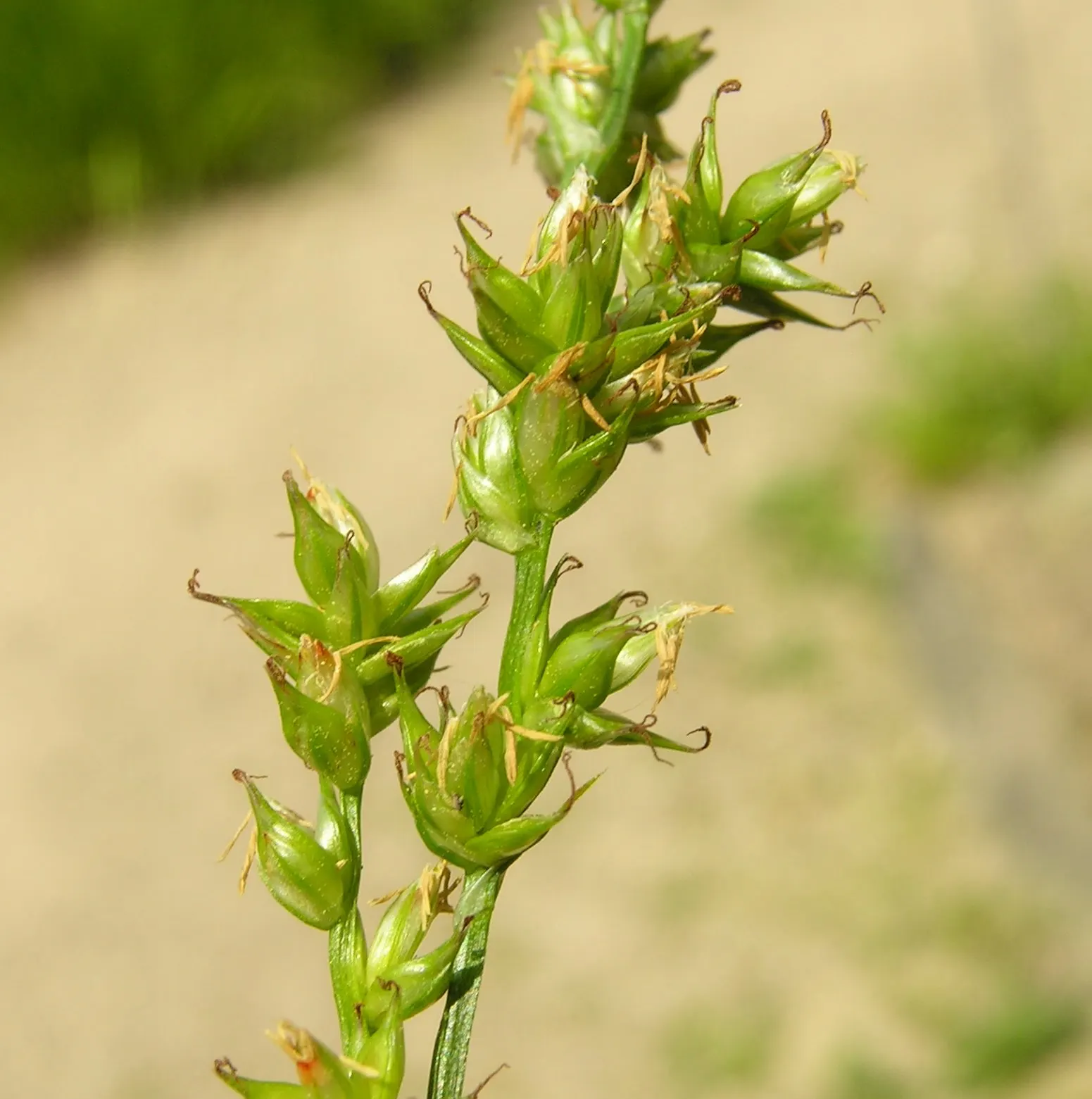 Berkeley Sedge (Carex Divulsa) — Carex divulsa flourishes in both full sun and partial shade; the Berkeley Sedge is virtually disease and pest-free, which adds