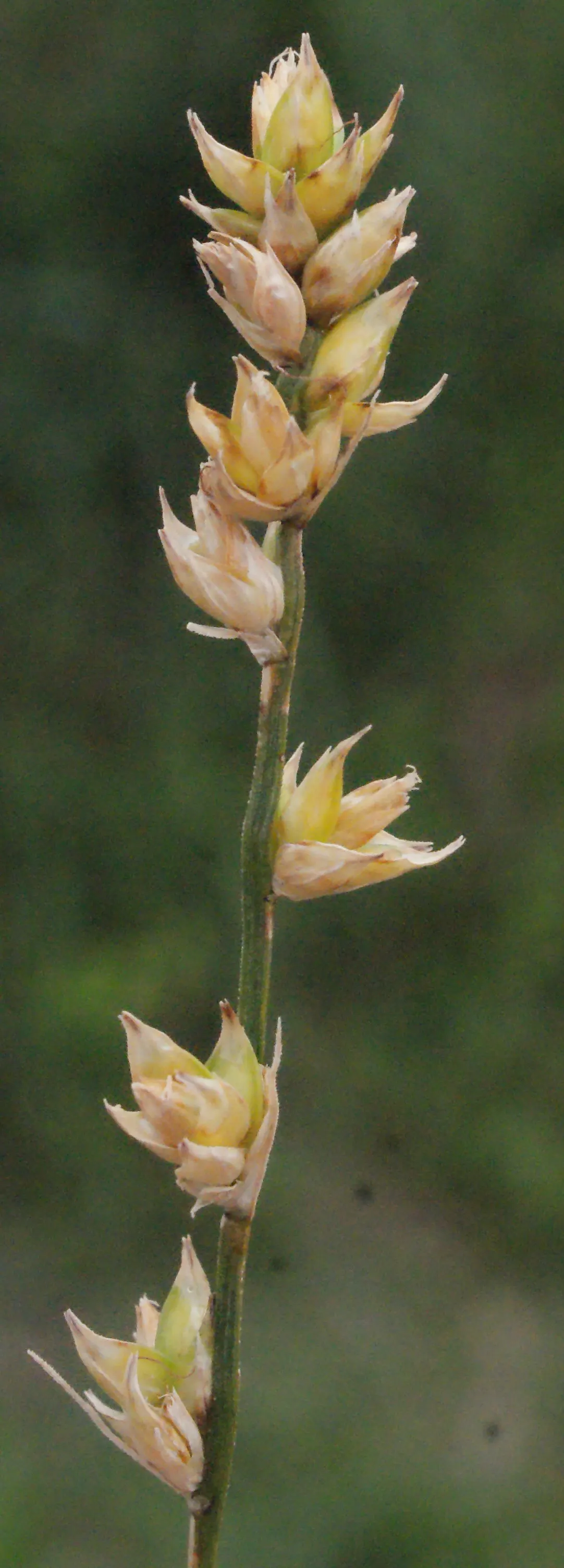 Berkeley Sedge (Carex Divulsa) — verdant clumps typically reaching heights of 1 to 2 feet