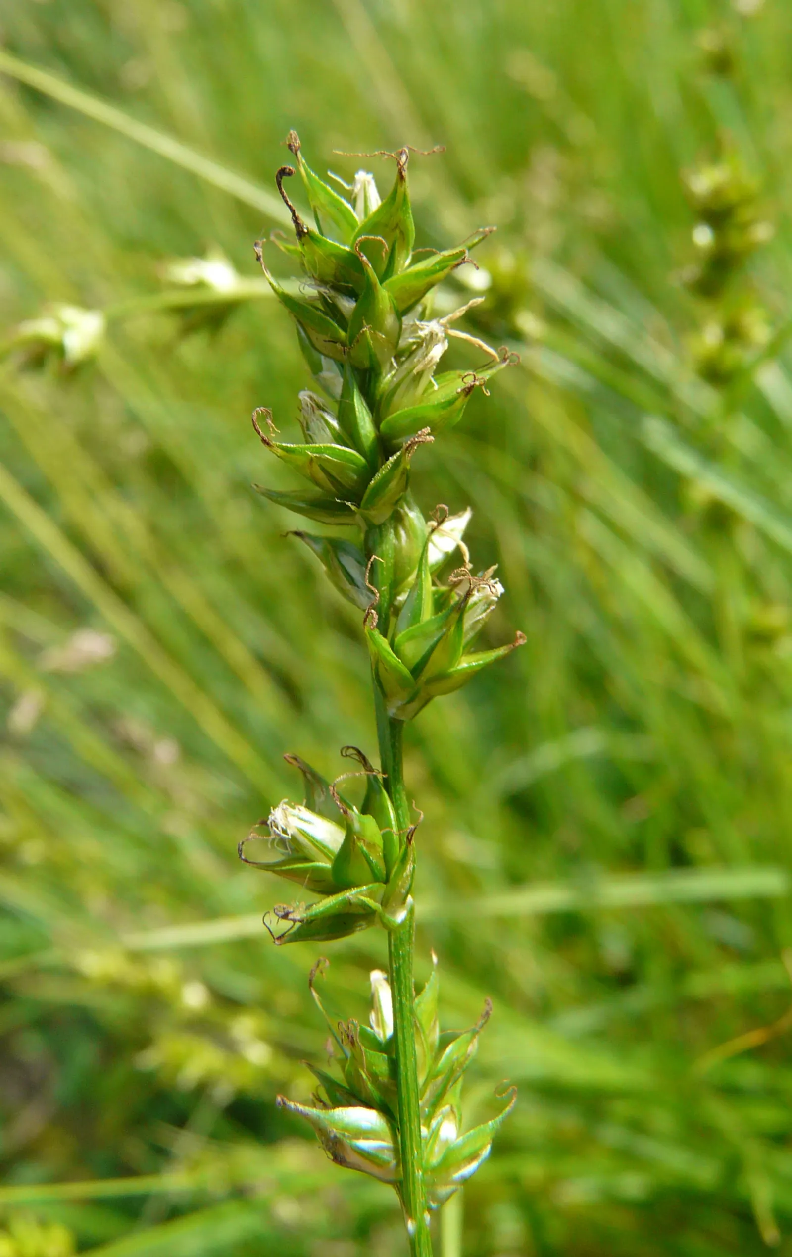 Berkeley Sedge (Carex Divulsa) — fertile environment.<br><br>Its hardiness spans USDA zones 5 through 9