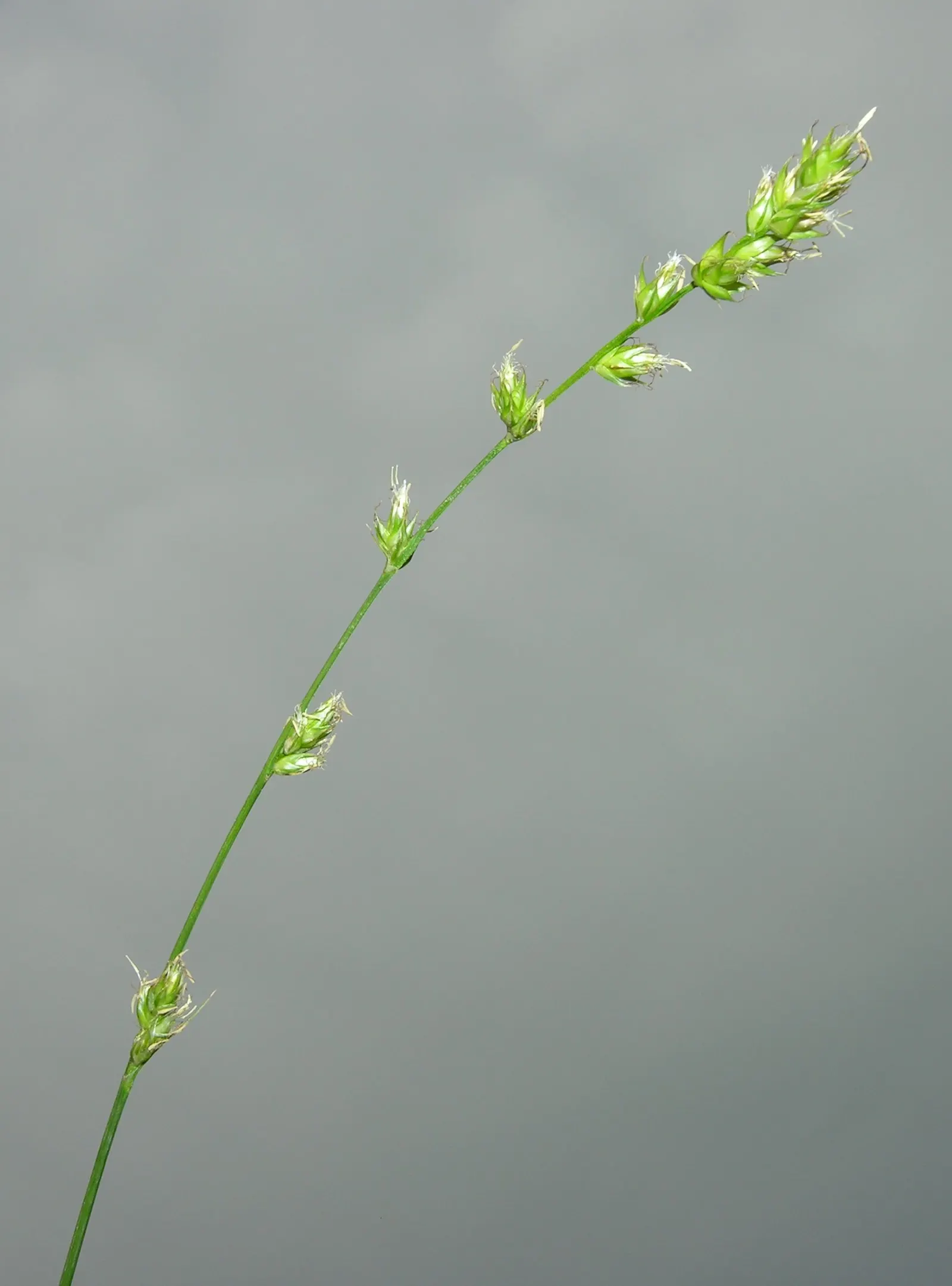 Berkeley Sedge (Carex Divulsa) — it maintains its vibrant green coloration and fountain-like structure