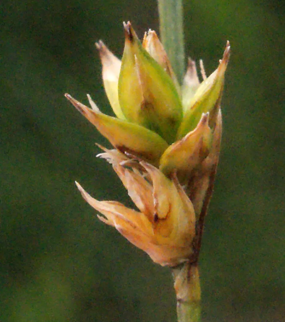 Berkeley Sedge (Carex Divulsa) — Low maintenance and shade-tolerant; berkeley Sedge is a superb selection for mass plantings, image 64