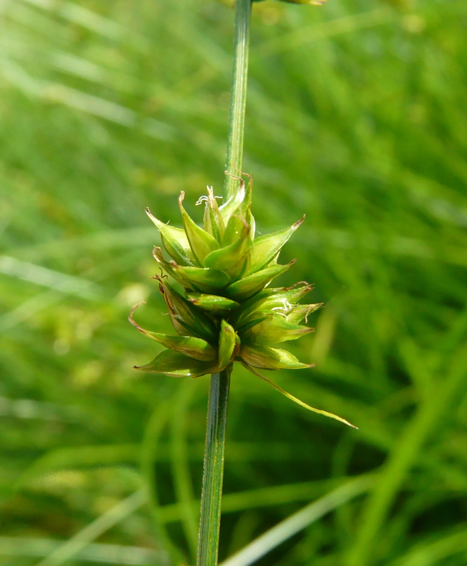 Berkeley Sedge (Carex Divulsa) — Carex divulsa, known as Berkeley Sedge, is a versatile evergreen perennial grass