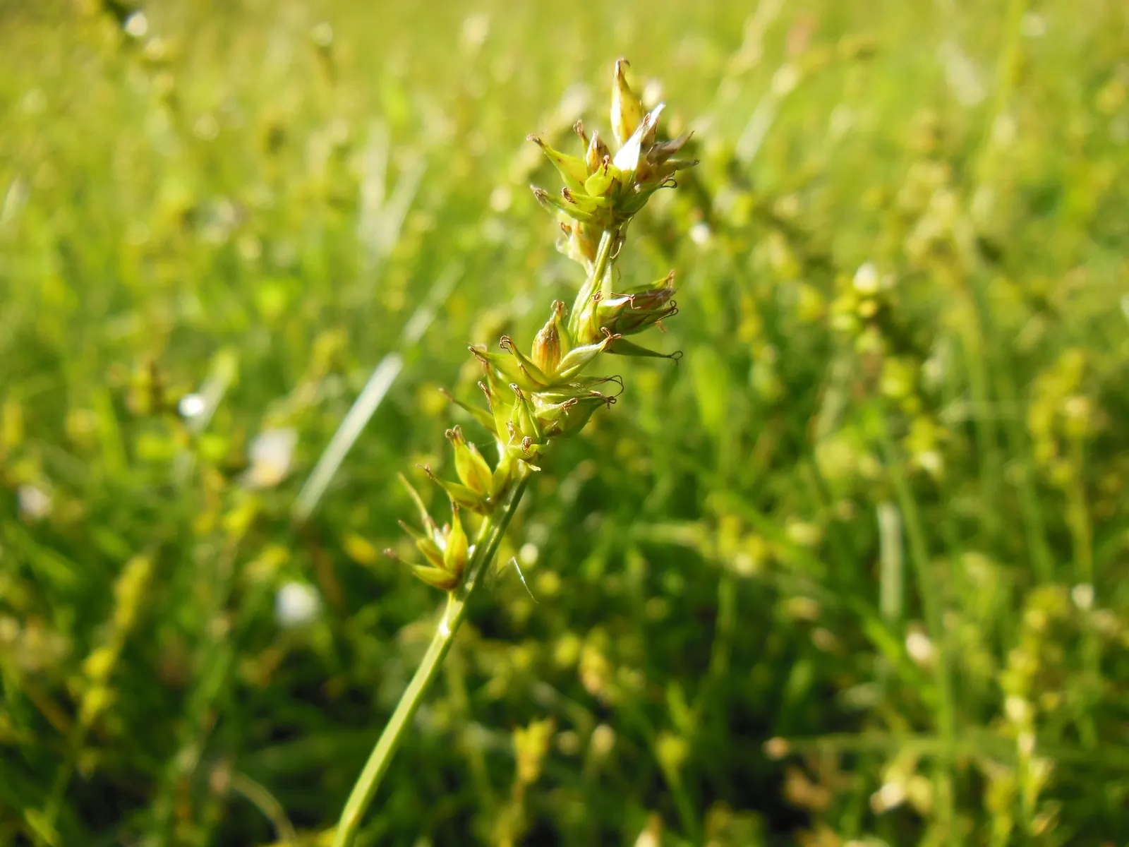 Berkeley Sedge (Carex Divulsa) — showing a remarkable resilience to varying light conditions