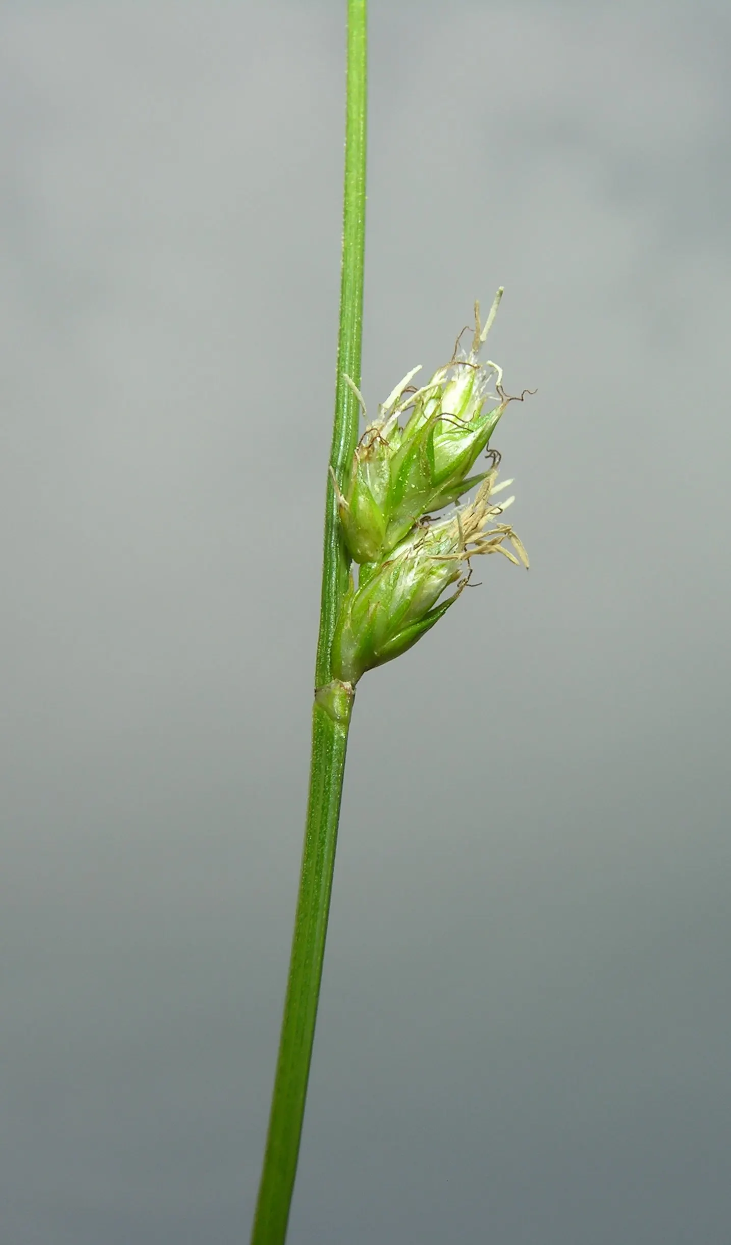 Berkeley Sedge (Carex Divulsa) — its foliage provides excellent ground cover; carex divulsa, known as Berkeley Sedge, is a versatile evergreen perennial grass