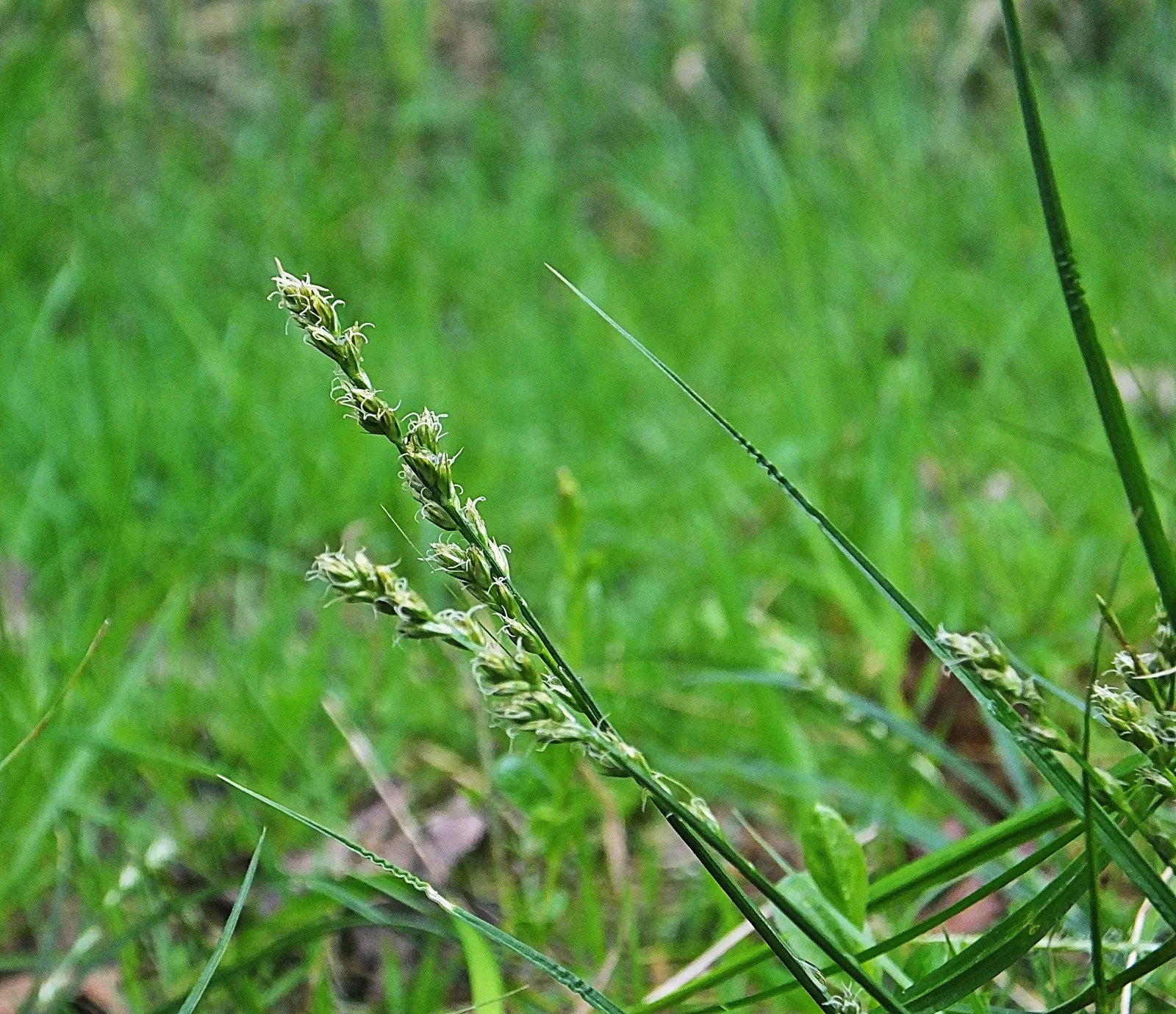 Berkeley Sedge (Carex Divulsa) — though it prefers a moist