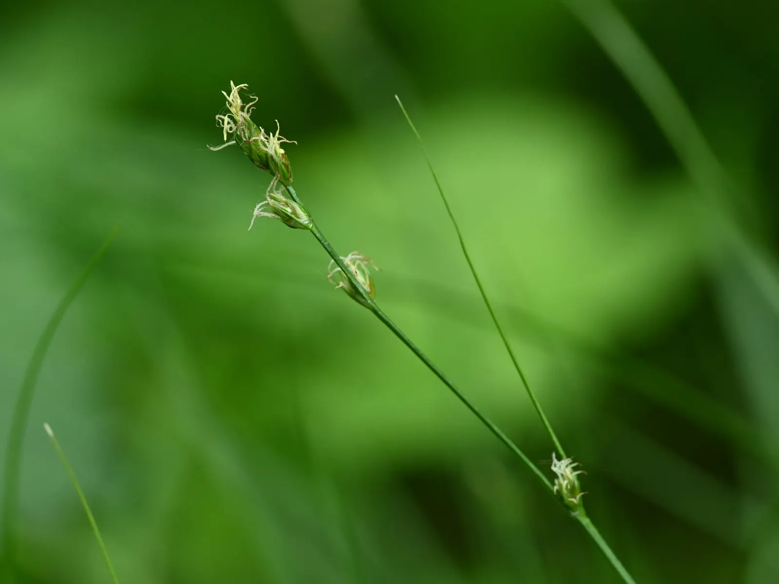 Berkeley Sedge (Carex Divulsa) — Ideal for mass plantings or as a gracefully undulating ground cover