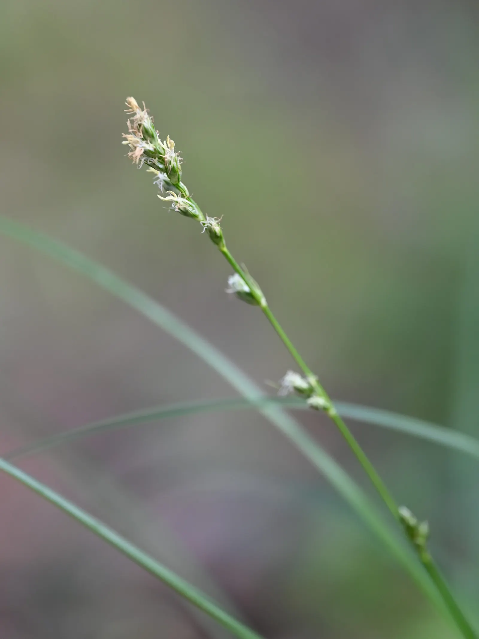 Berkeley Sedge (Carex Divulsa) — Berkeley Sedge is a superb selection for mass plantings; its foliage provides excellent ground cover