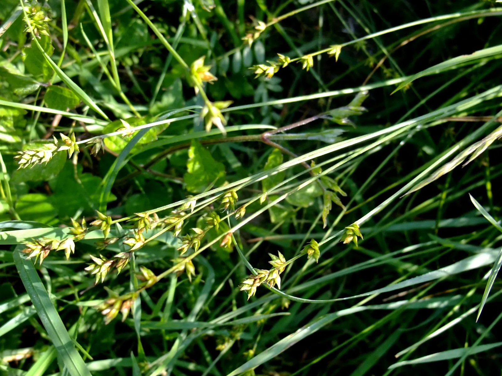 Berkeley Sedge (Carex Divulsa) — Low maintenance and shade-tolerant; berkeley Sedge is a superb selection for mass plantings
