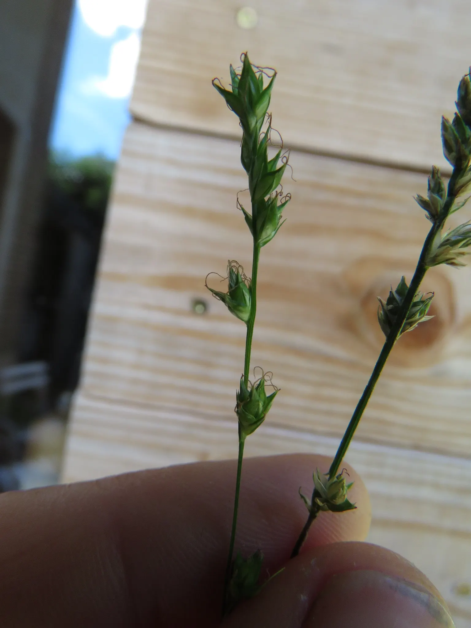 Berkeley Sedge (Carex Divulsa) — verdant clumps typically reaching heights of 1 to 2 feet; ideal for mass plantings or as a gracefully undulating ground cover