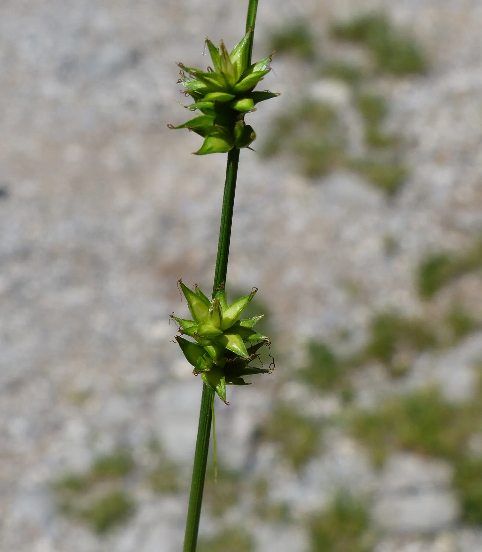 Berkeley Sedge (Carex Divulsa) — with a similar spread of 1 to 2 feet; when positioned under the dappled shade of trees or incorporated into a sunny border