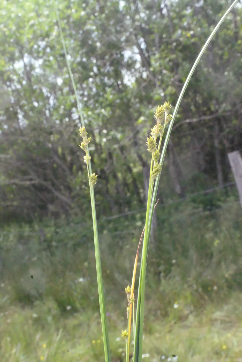 Berkeley Sedge (Carex Divulsa) — from well-drained sandy soils to clay