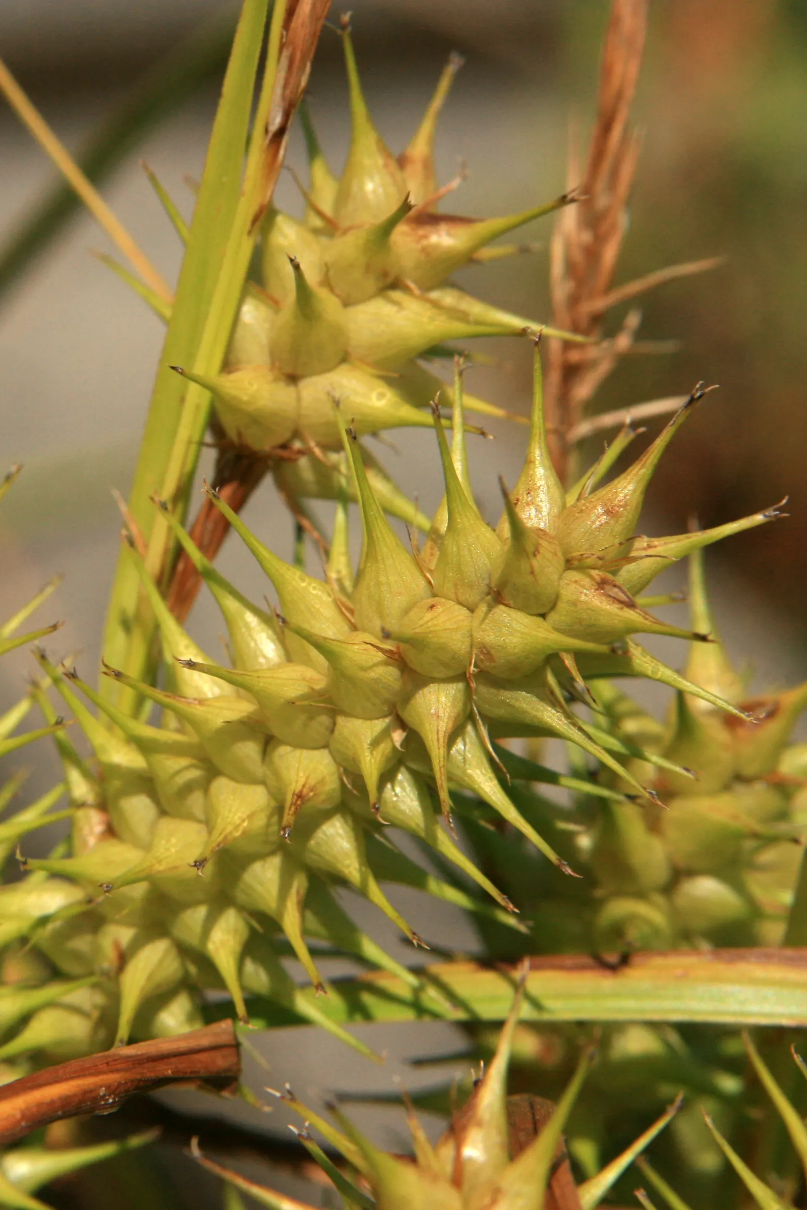 Berkeley Sedge (Carex Divulsa) — an added bonus for clients interested in promoting biodiversity in their gardens; and this plant requires little maintenance