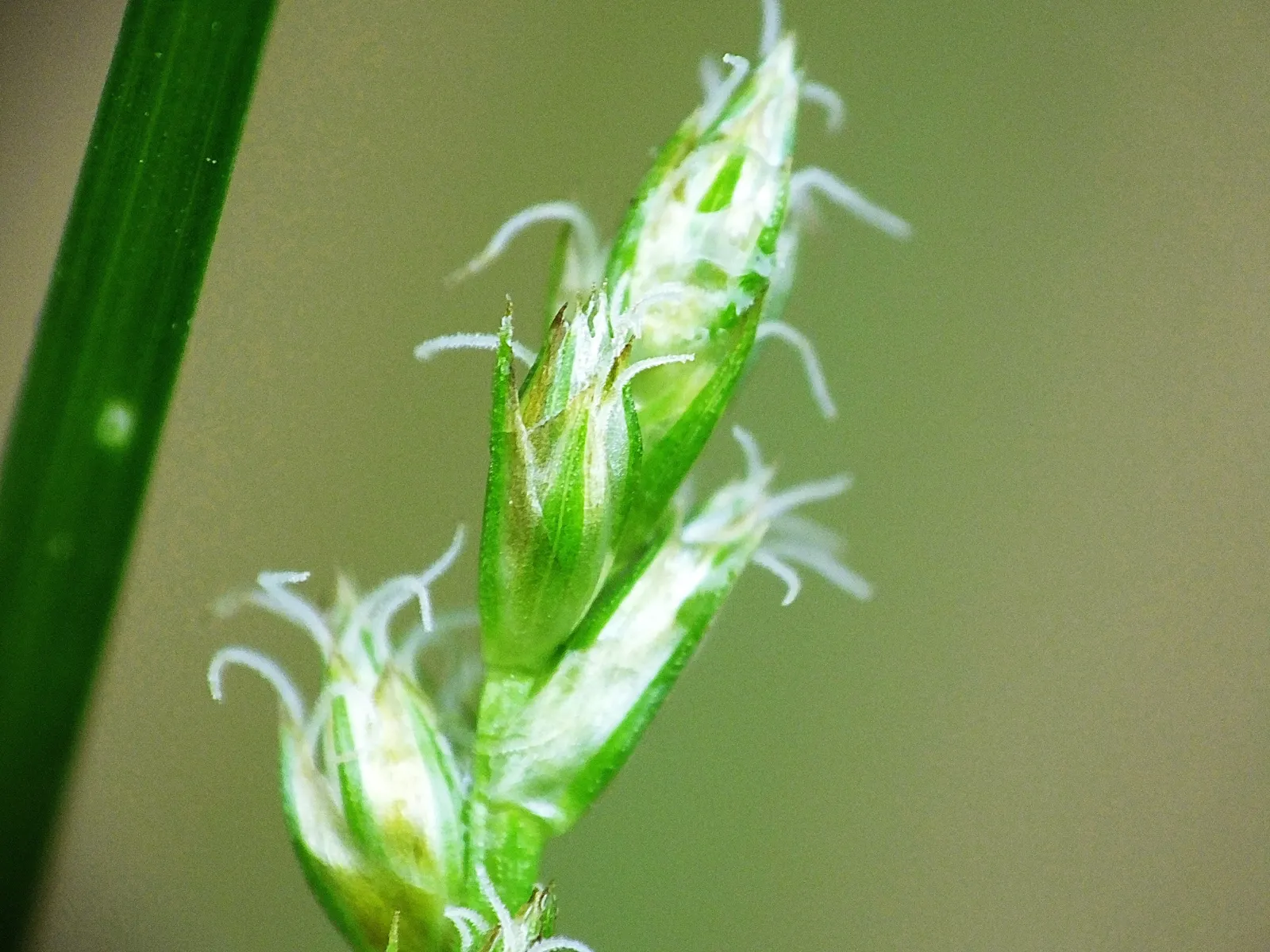 Berkeley Sedge (Carex Divulsa) — Thriving in USDA zones 5-9, it forms dense, fountain-like clumps reaching 1 to 2 feet in height and spread; with a similar