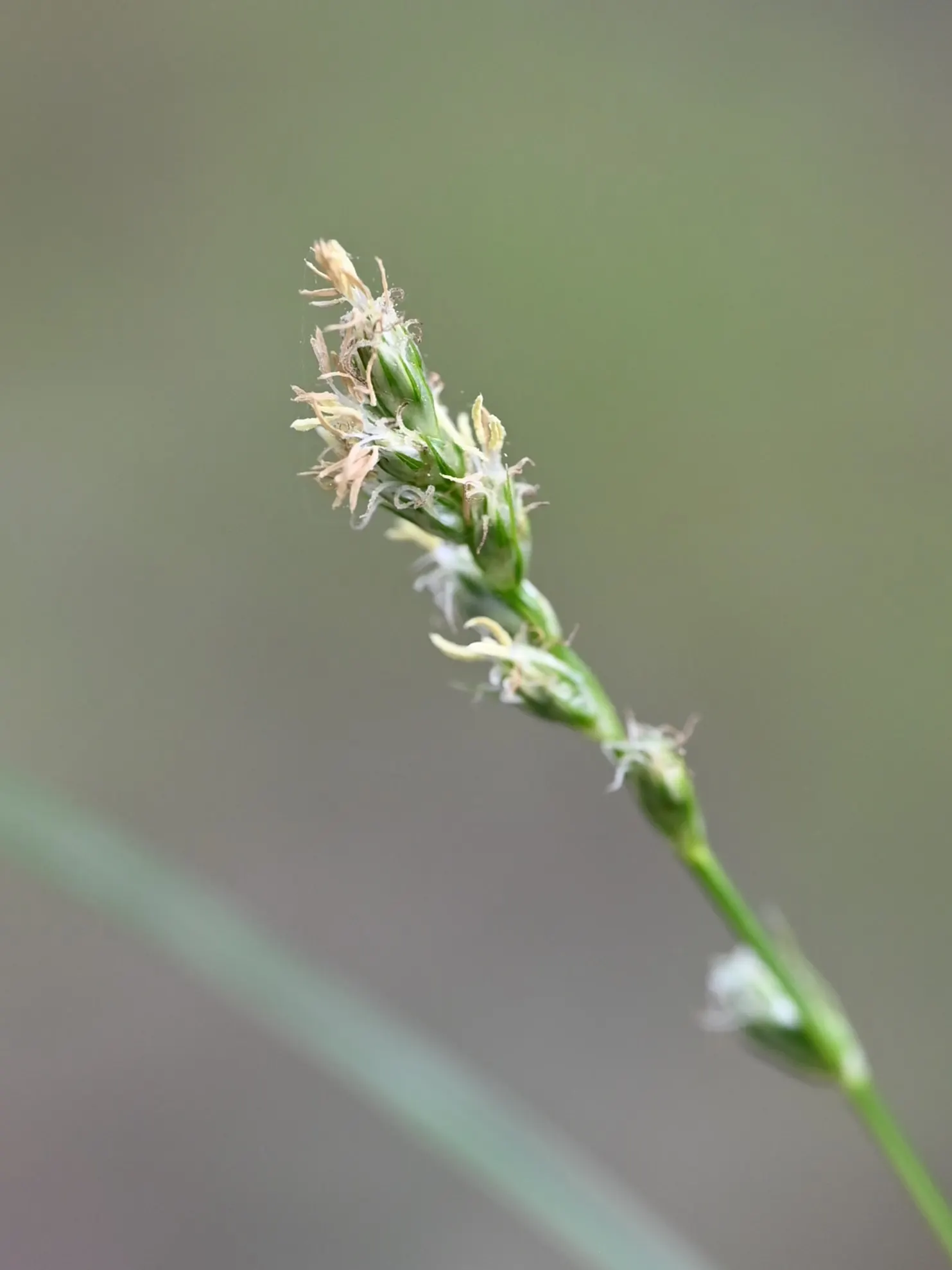 Berkeley Sedge (Carex Divulsa) — this sedge is tolerant of a wide array of soil types; fertile environment.<br><br>Its hardiness spans USDA zones 5 through 9