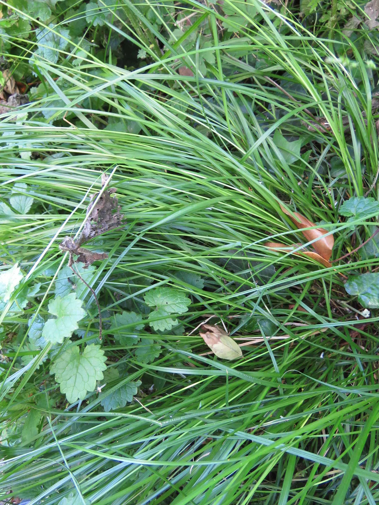 Berkeley Sedge (Carex Divulsa) — The Berkeley Sedge is virtually disease and pest-free, which adds to its appeal for hassle-free landscapes