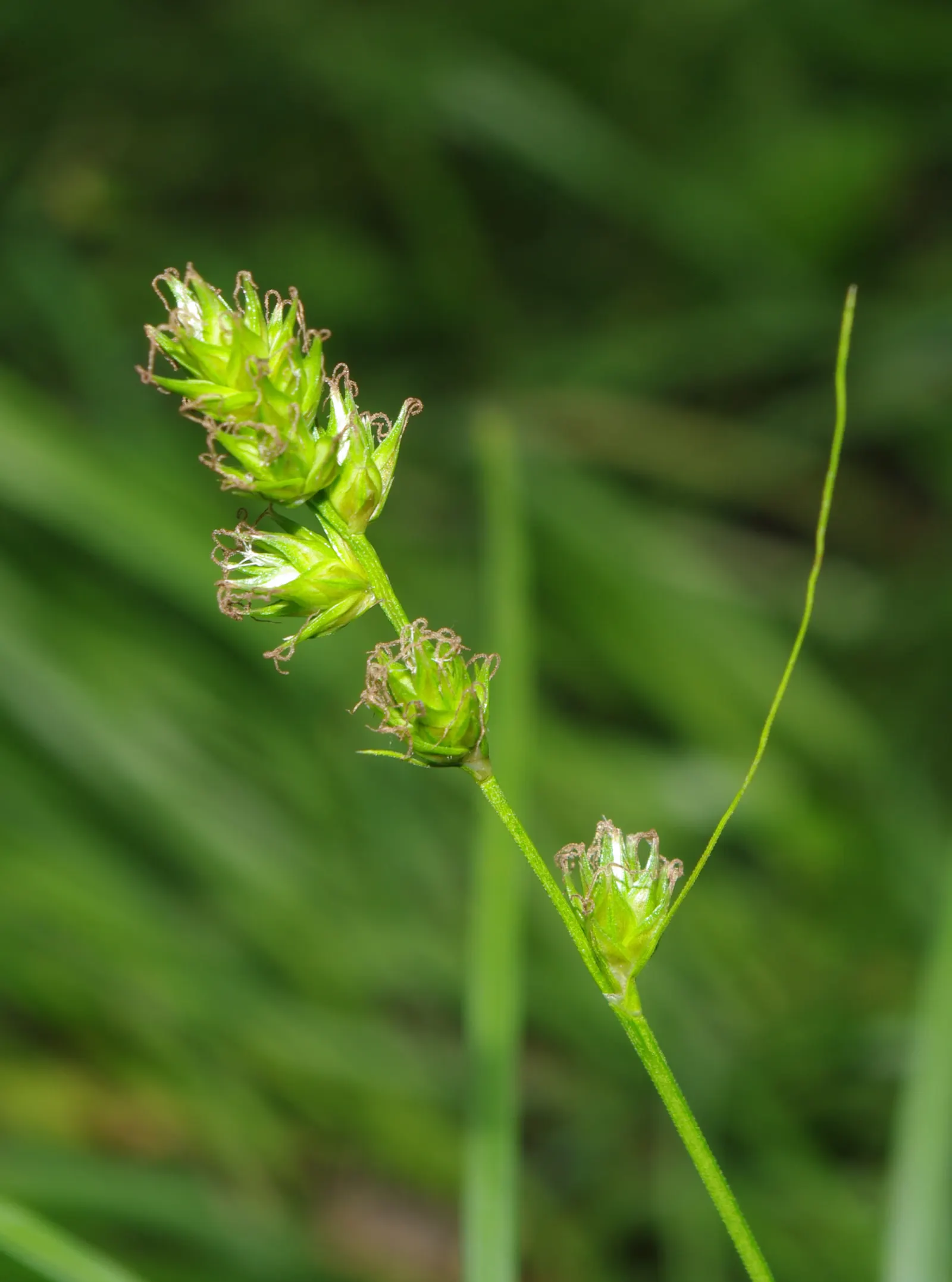 Berkeley Sedge (Carex Divulsa) — The Berkeley Sedge is virtually disease and pest-free, which adds to its appeal for hassle-free landscapes; with its fine