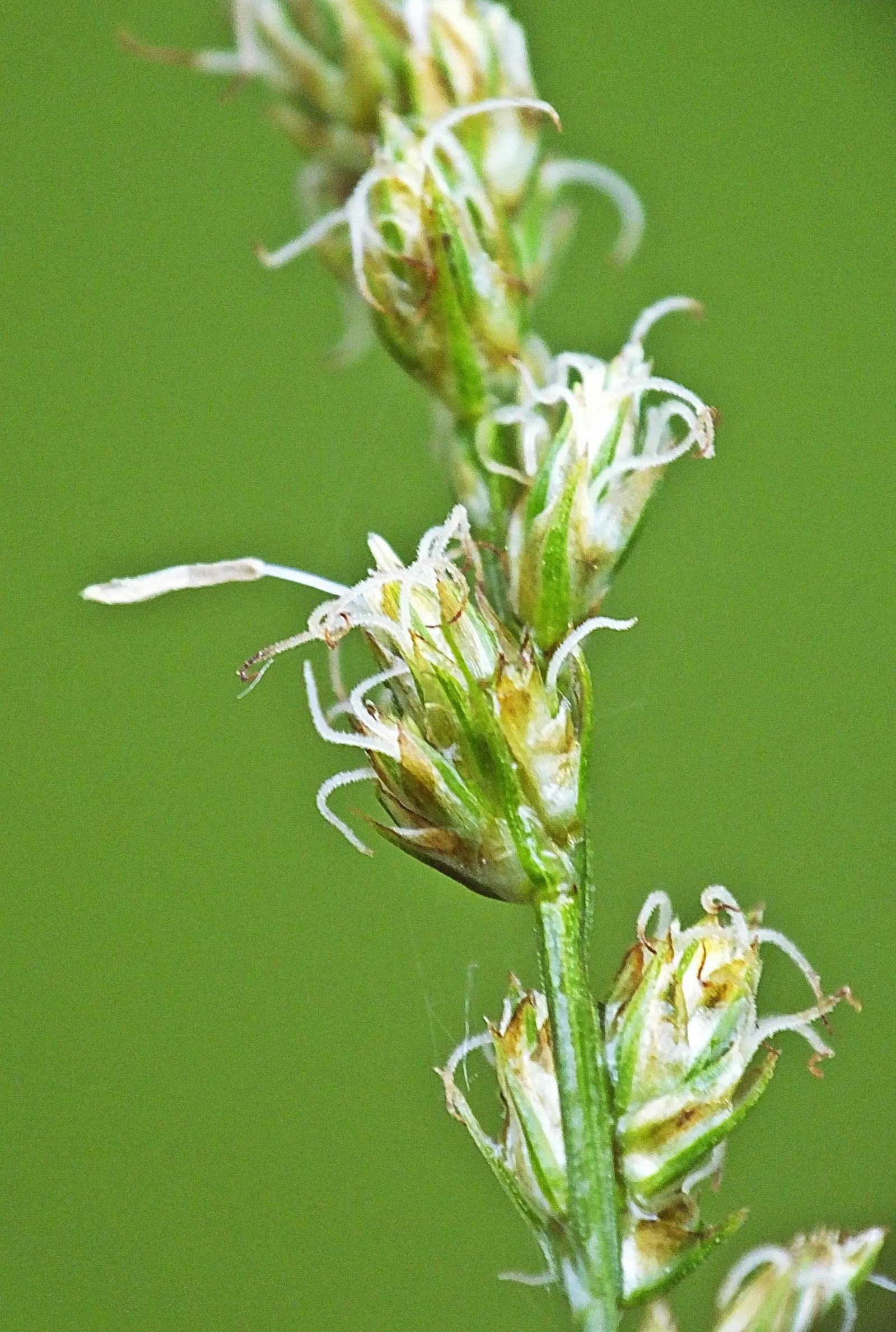 Berkeley Sedge (Carex Divulsa) — and this plant requires little maintenance once established