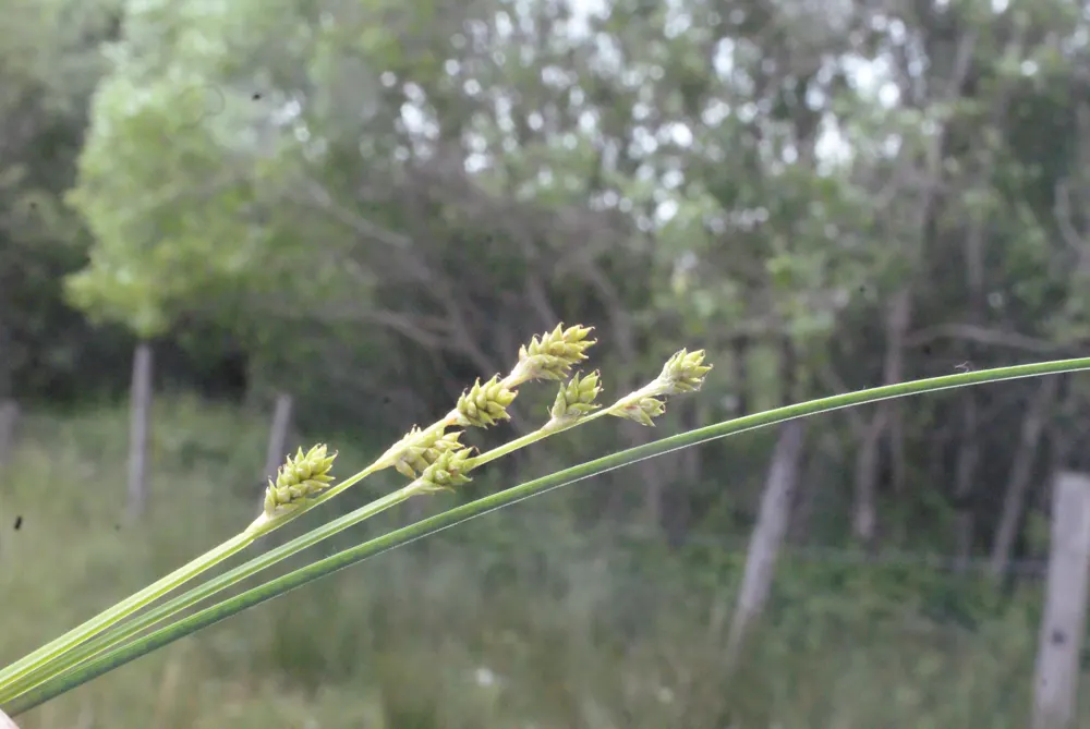 Berkeley Sedge (Carex Divulsa) — and this plant requires little maintenance once established; from well-drained sandy soils to clay