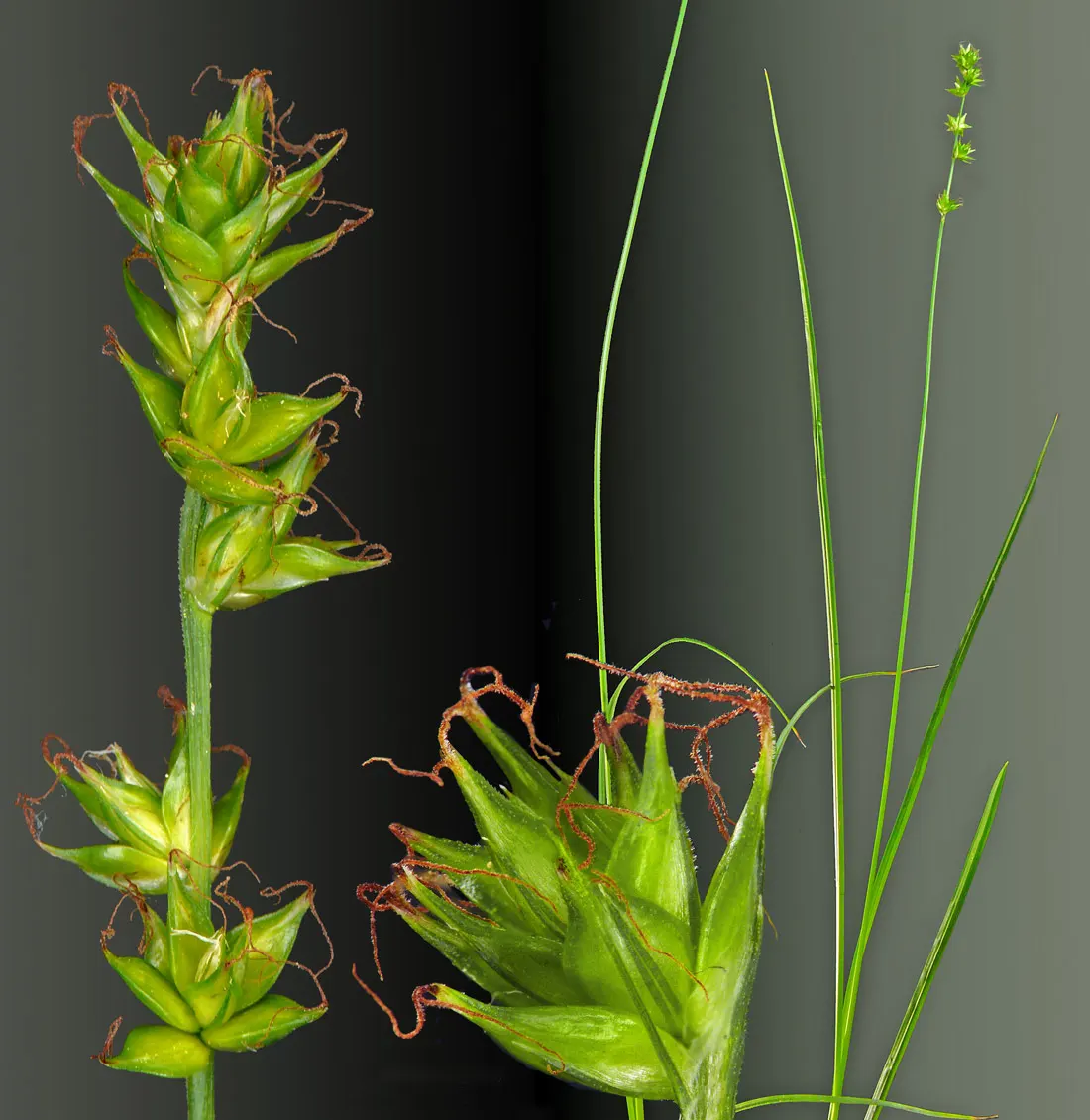 Berkeley Sedge (Carex Divulsa) — offering shelter and food to various insects; showing a remarkable resilience to varying light conditions