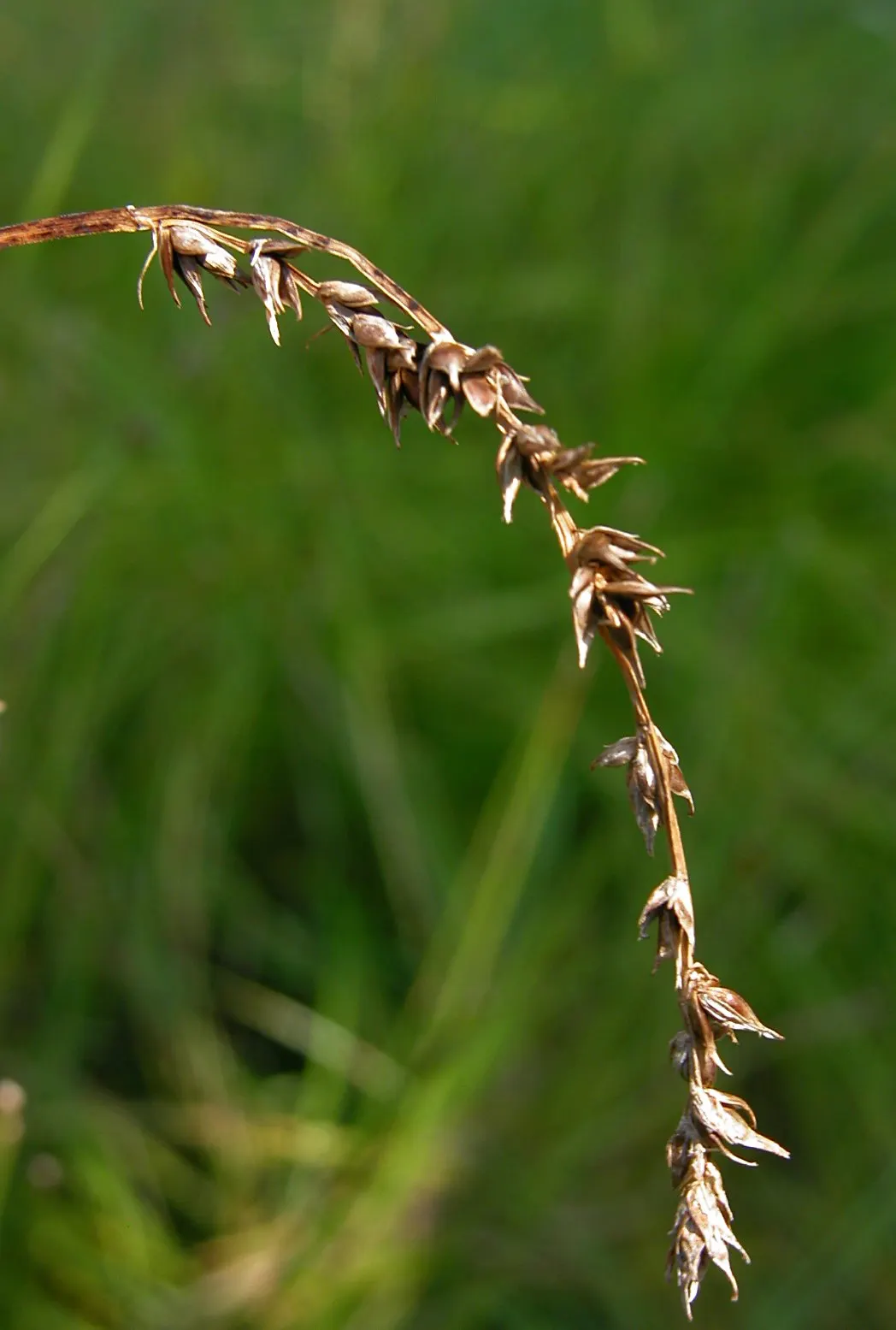 Berkeley Sedge (Carex Divulsa) — this sedge is tolerant of a wide array of soil types