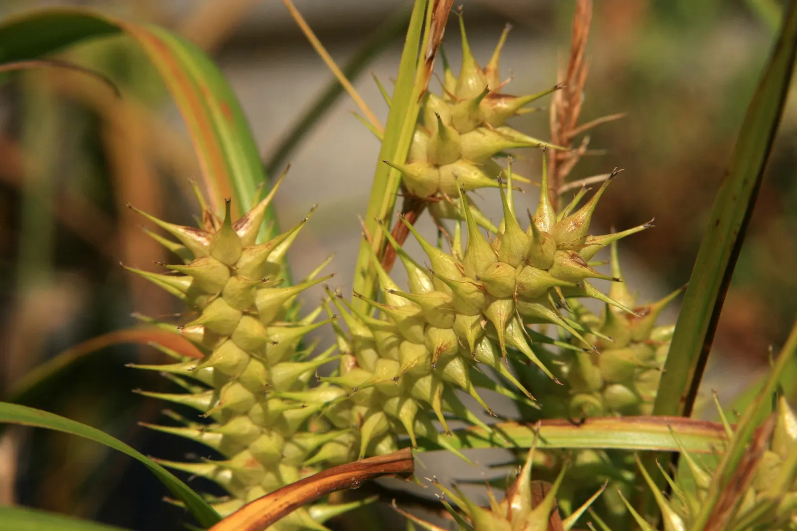 Berkeley Sedge (Carex Divulsa) — an added bonus for clients interested in promoting biodiversity in their gardens