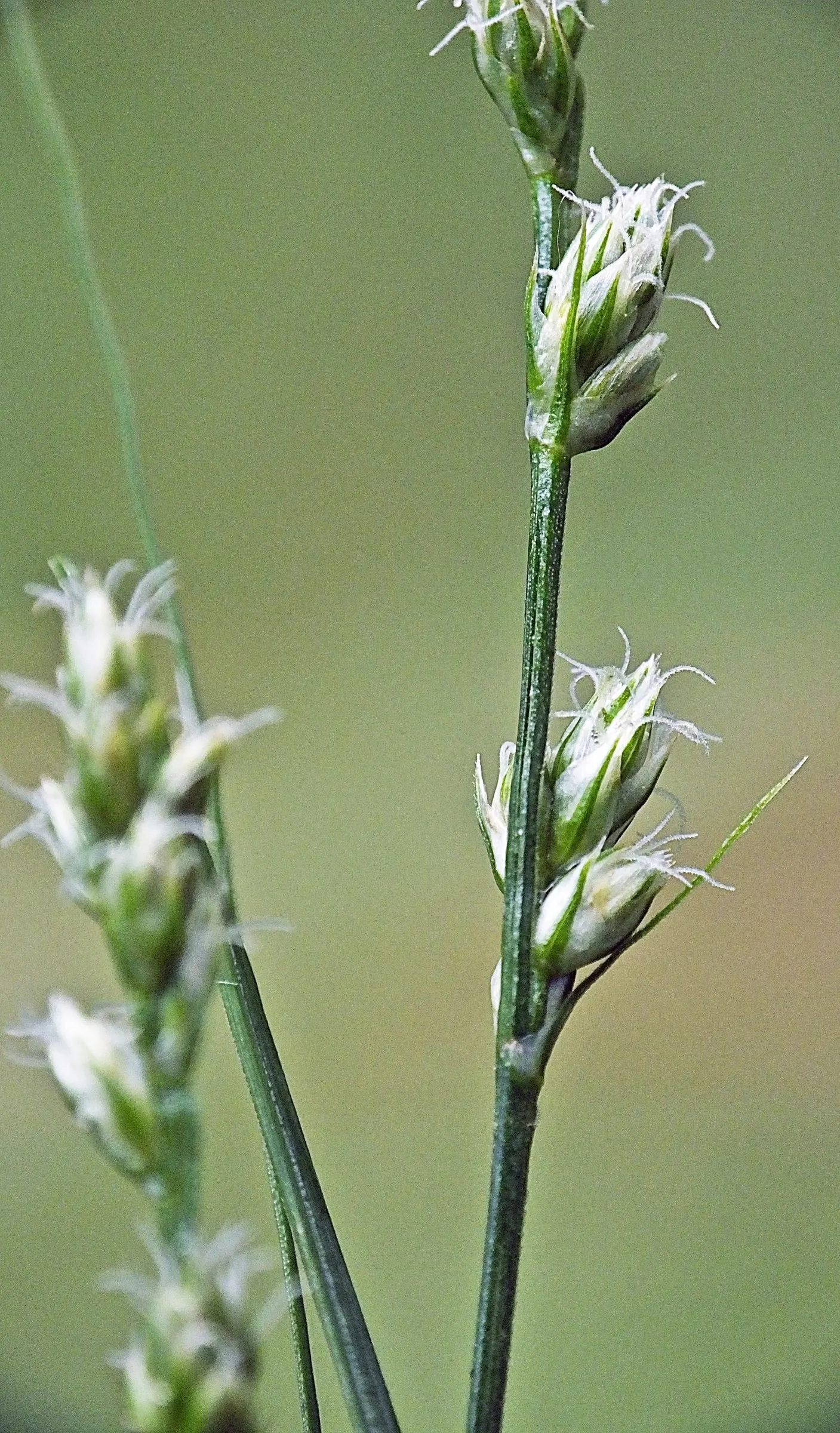Berkeley Sedge (Carex Divulsa) — Ideal for mass plantings or as a gracefully undulating ground cover; this sedge is tolerant of a wide array of soil types