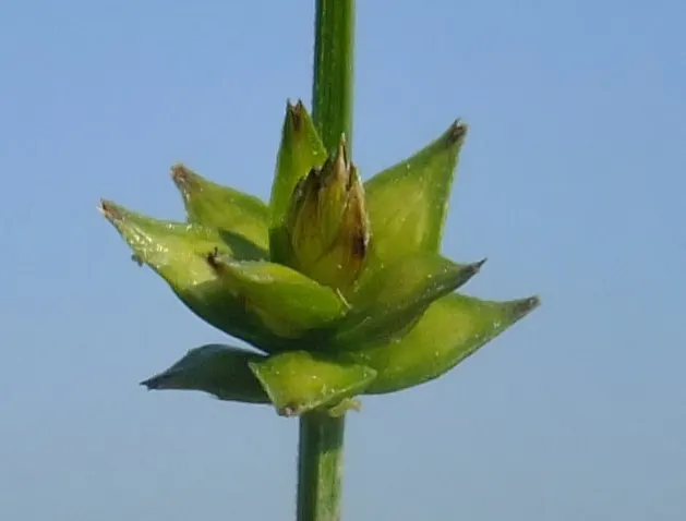 Berkeley Sedge (Carex Divulsa) — Carex divulsa flourishes in both full sun and partial shade