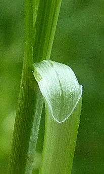 Berkeley Sedge (Carex Divulsa) — is a versatile evergreen perennial that is highly valued for its lush; particularly along banks or slopes
