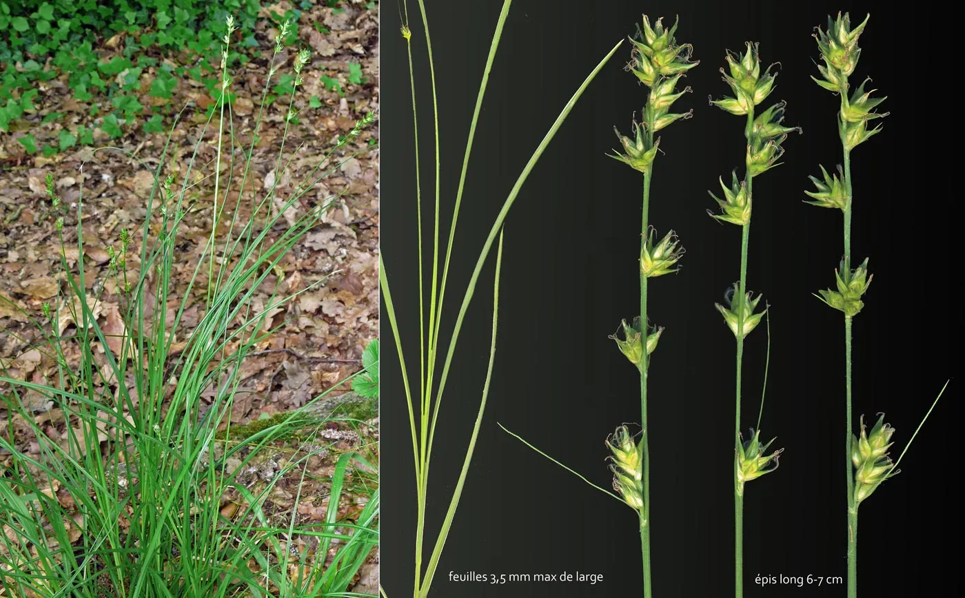 Berkeley Sedge (Carex Divulsa) — Carex divulsa, known as Berkeley Sedge, is a versatile evergreen perennial grass; low maintenance and shade-tolerant