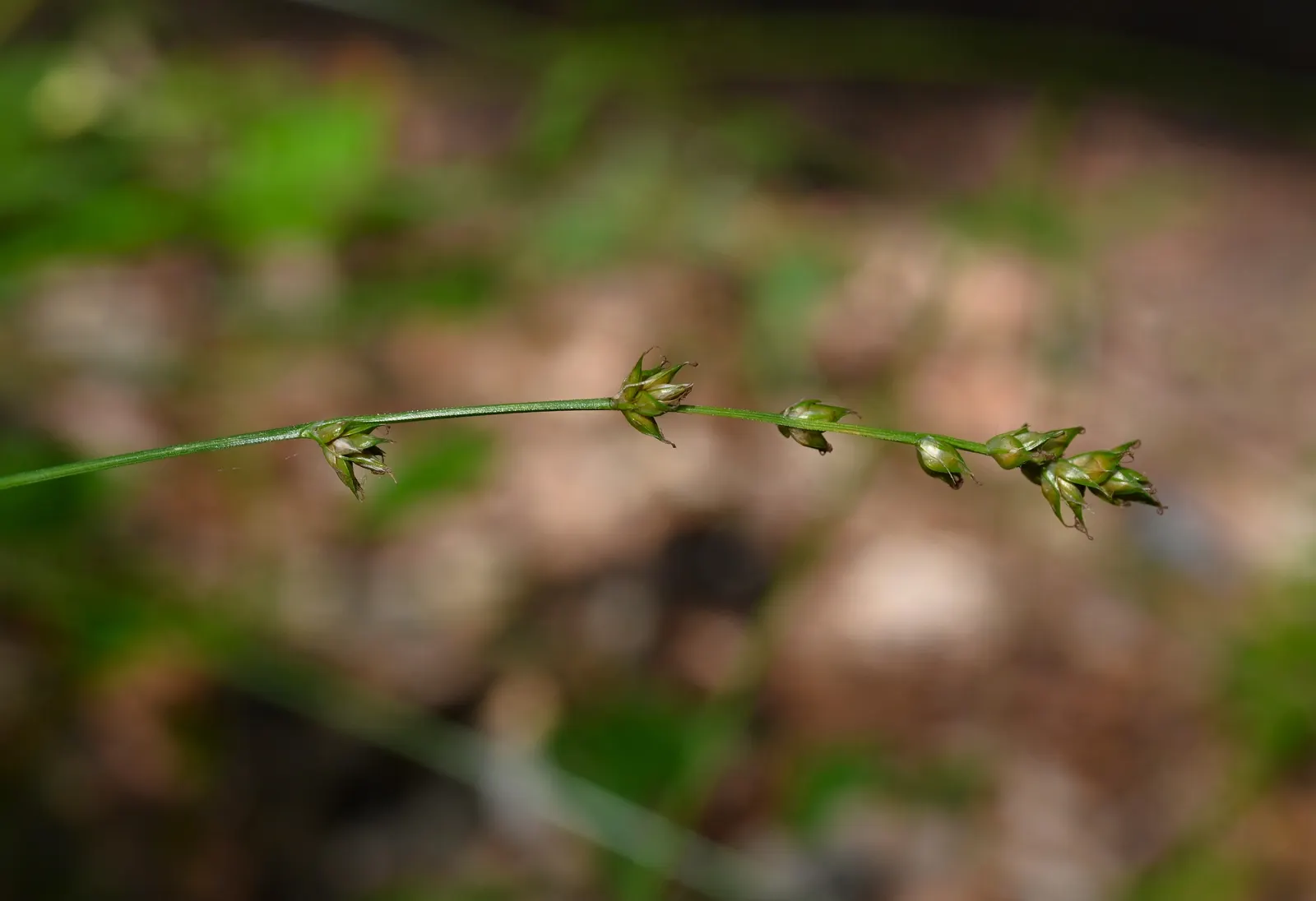 Berkeley Sedge (Carex Divulsa) — When positioned under the dappled shade of trees or incorporated into a sunny border; berkeley Sedge adapts well to a variety