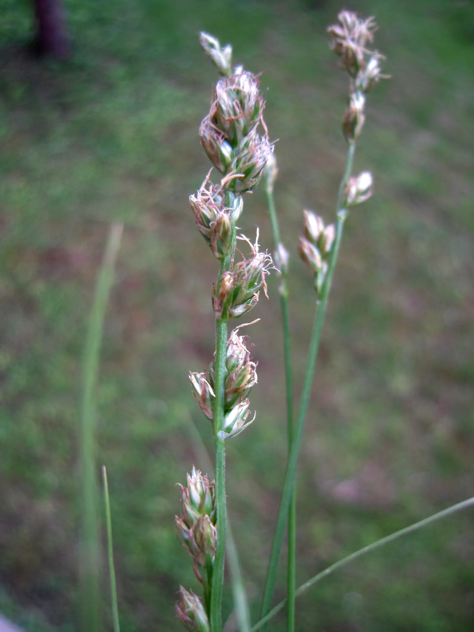 Berkeley Sedge (Carex Divulsa) — When positioned under the dappled shade of trees or incorporated into a sunny border