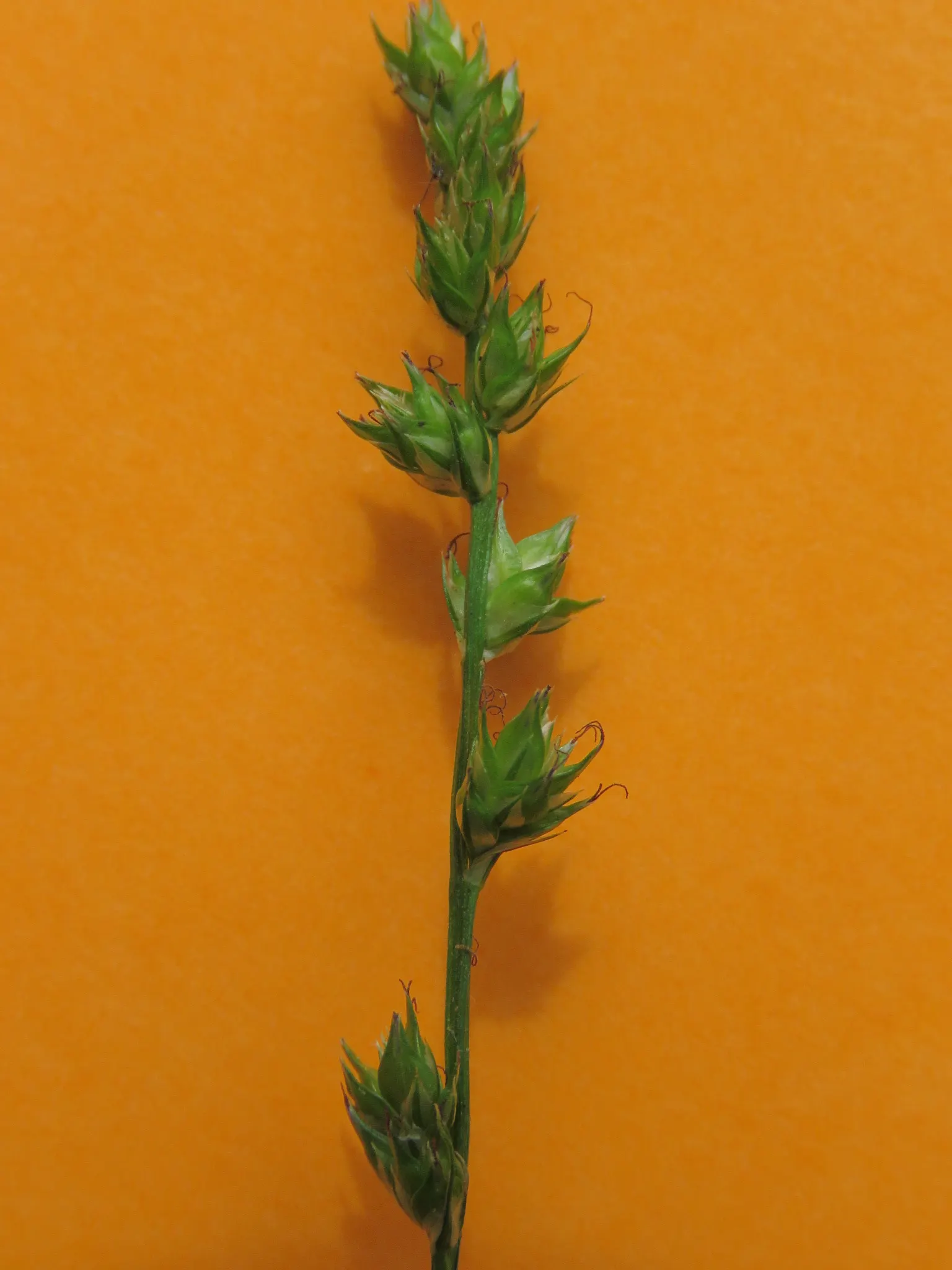 Berkeley Sedge (Carex Divulsa) — Its fine-textured, arching leaves are bright to dark green; though it prefers a moist, image 63