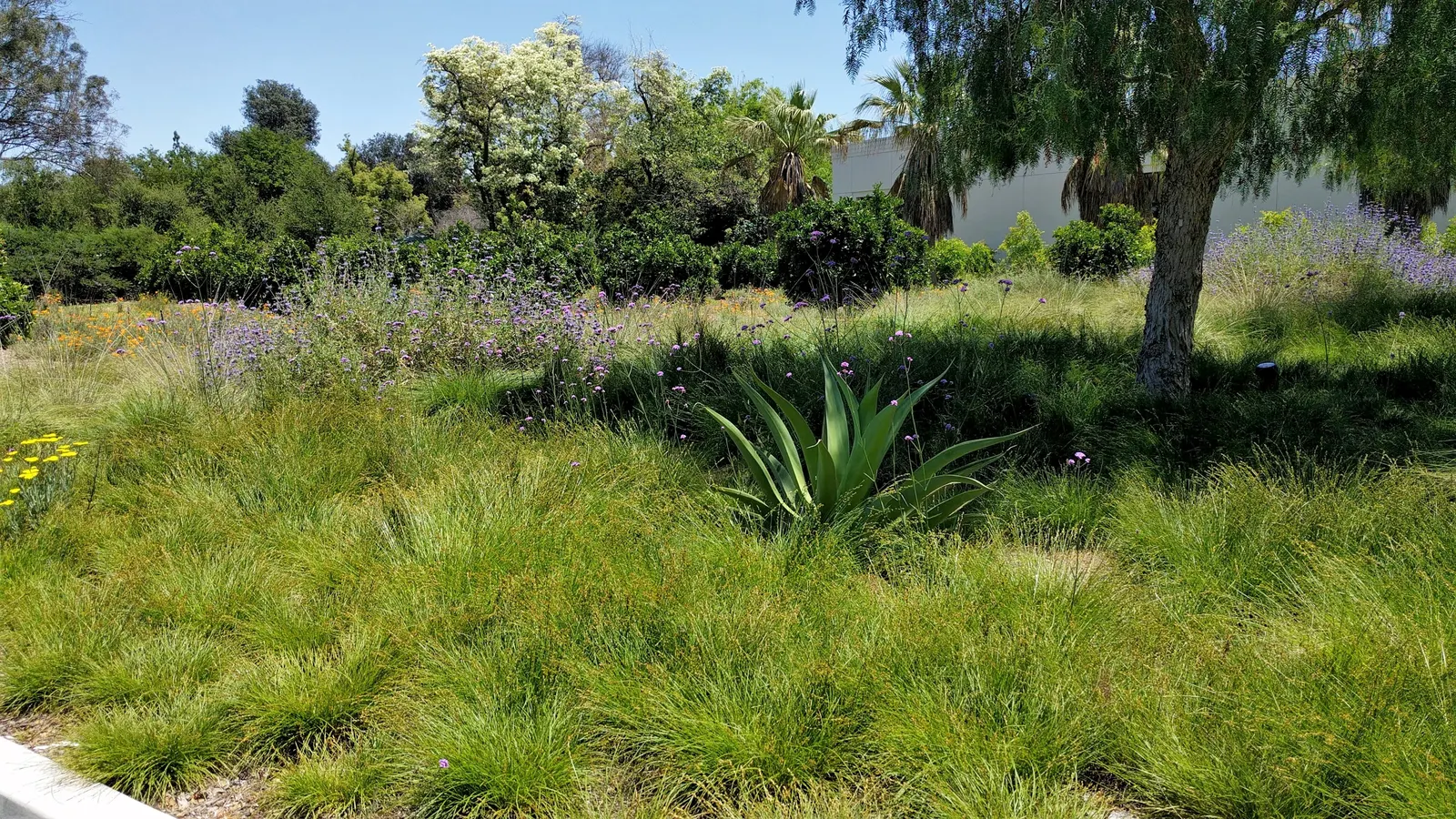 Berkeley Sedge (Carex Divulsa) — and as an accent in mixed containers; an added bonus for clients interested in promoting biodiversity in their gardens