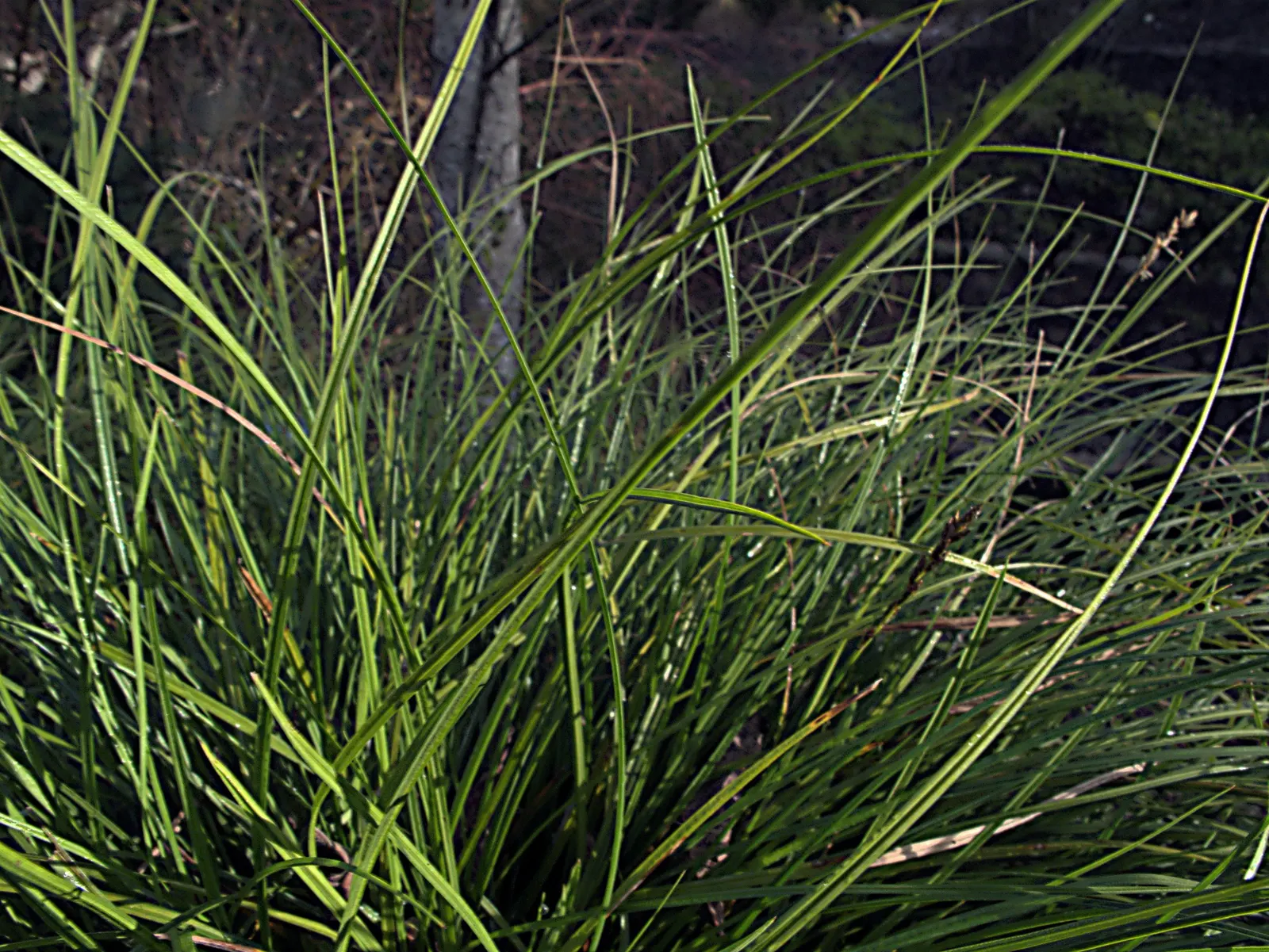 Berkeley Sedge (Carex Divulsa) — Carex divulsa, known as Berkeley Sedge, is a versatile evergreen perennial grass; low maintenance and, image 61