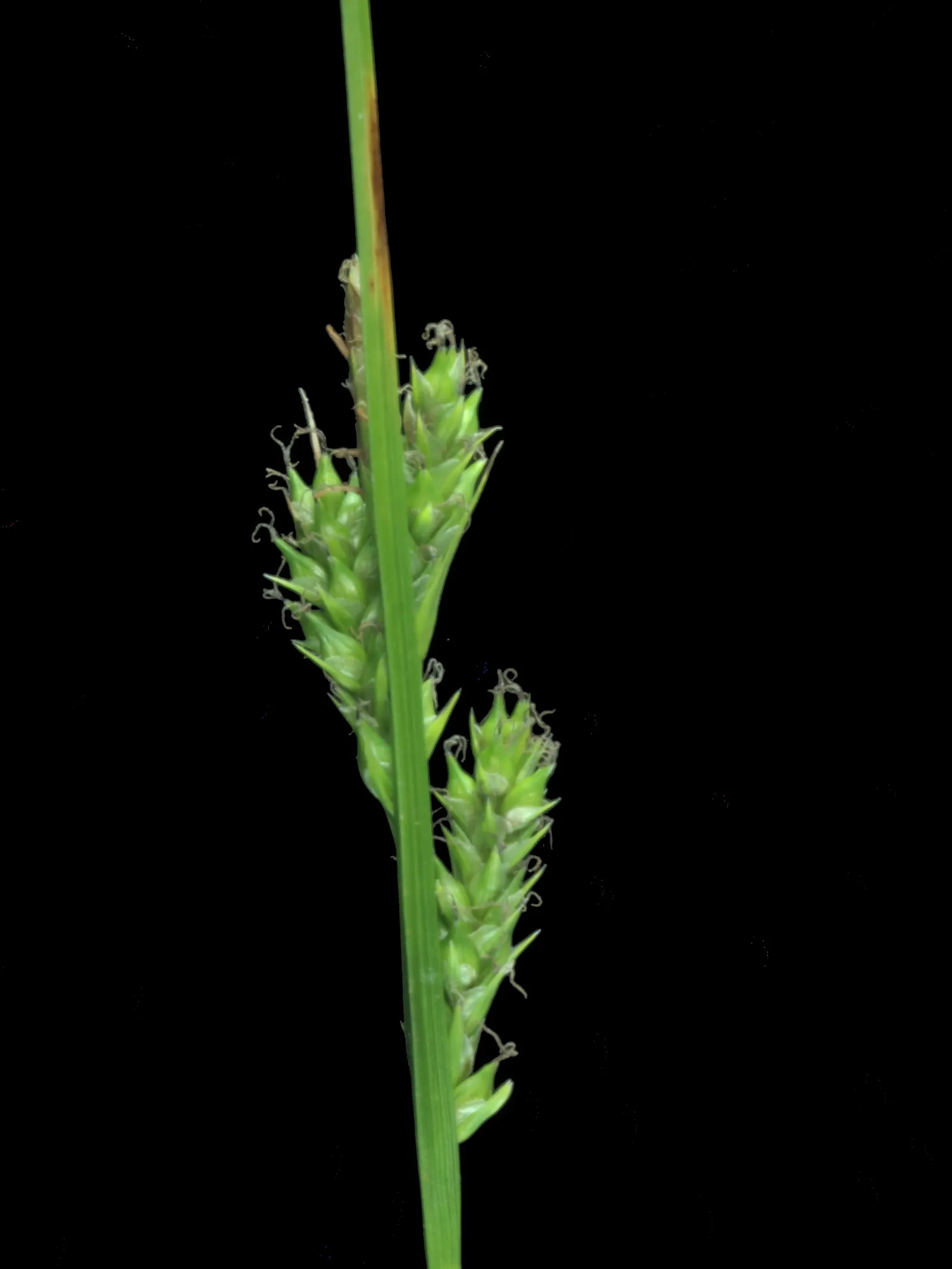Berkeley Sedge (Carex Divulsa) — grass for full or half; it also supports local wildlife