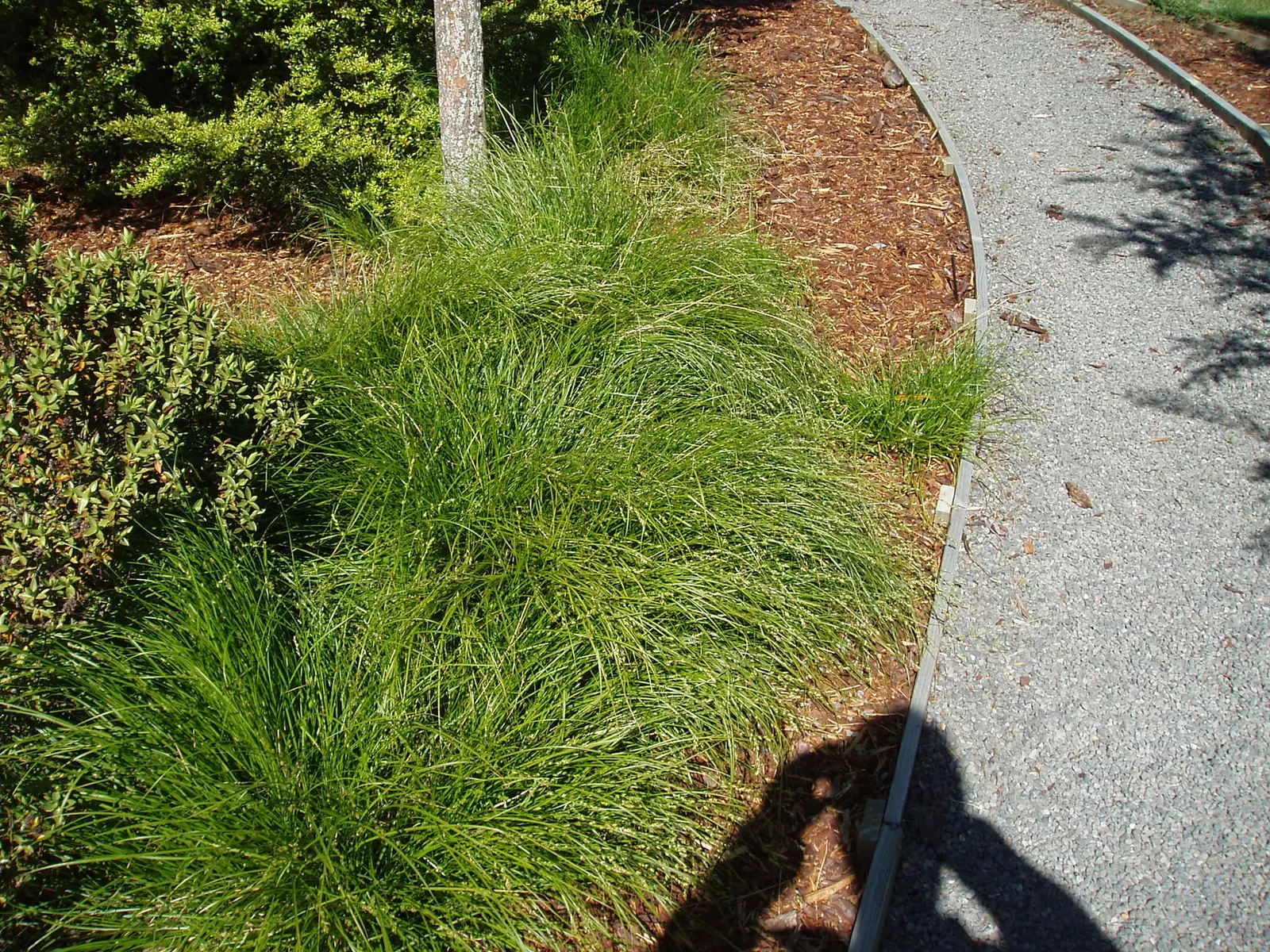 Berkeley Sedge (Carex Divulsa) — Ideal for mass plantings or as a gracefully undulating ground cover; this sedge is tolerant of a wide array of, image 67