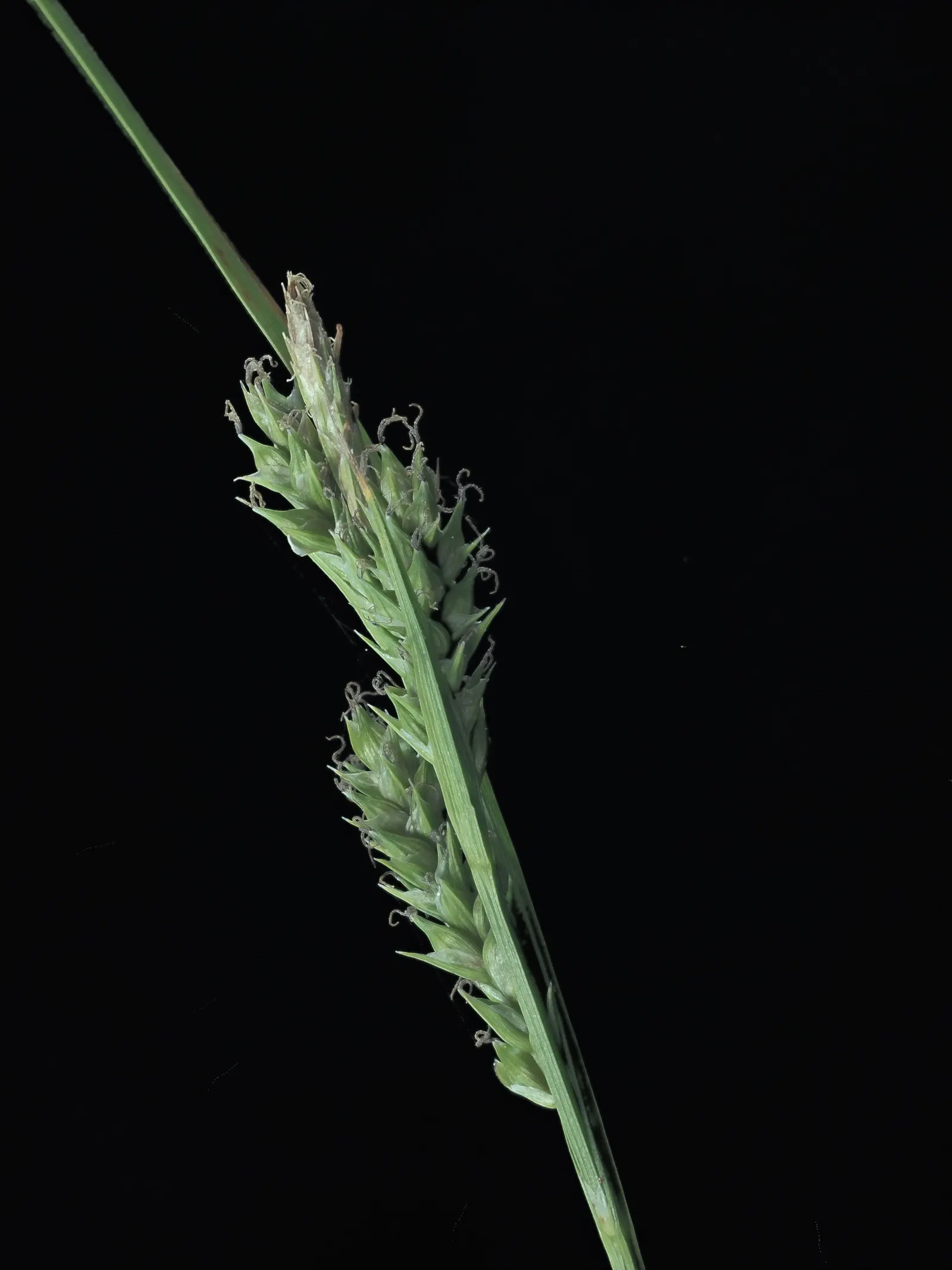 Berkeley Sedge (Carex Divulsa) — grass-like appearance and ability to thrive in a diverse range of environmental conditions; grass for full or half, image 69