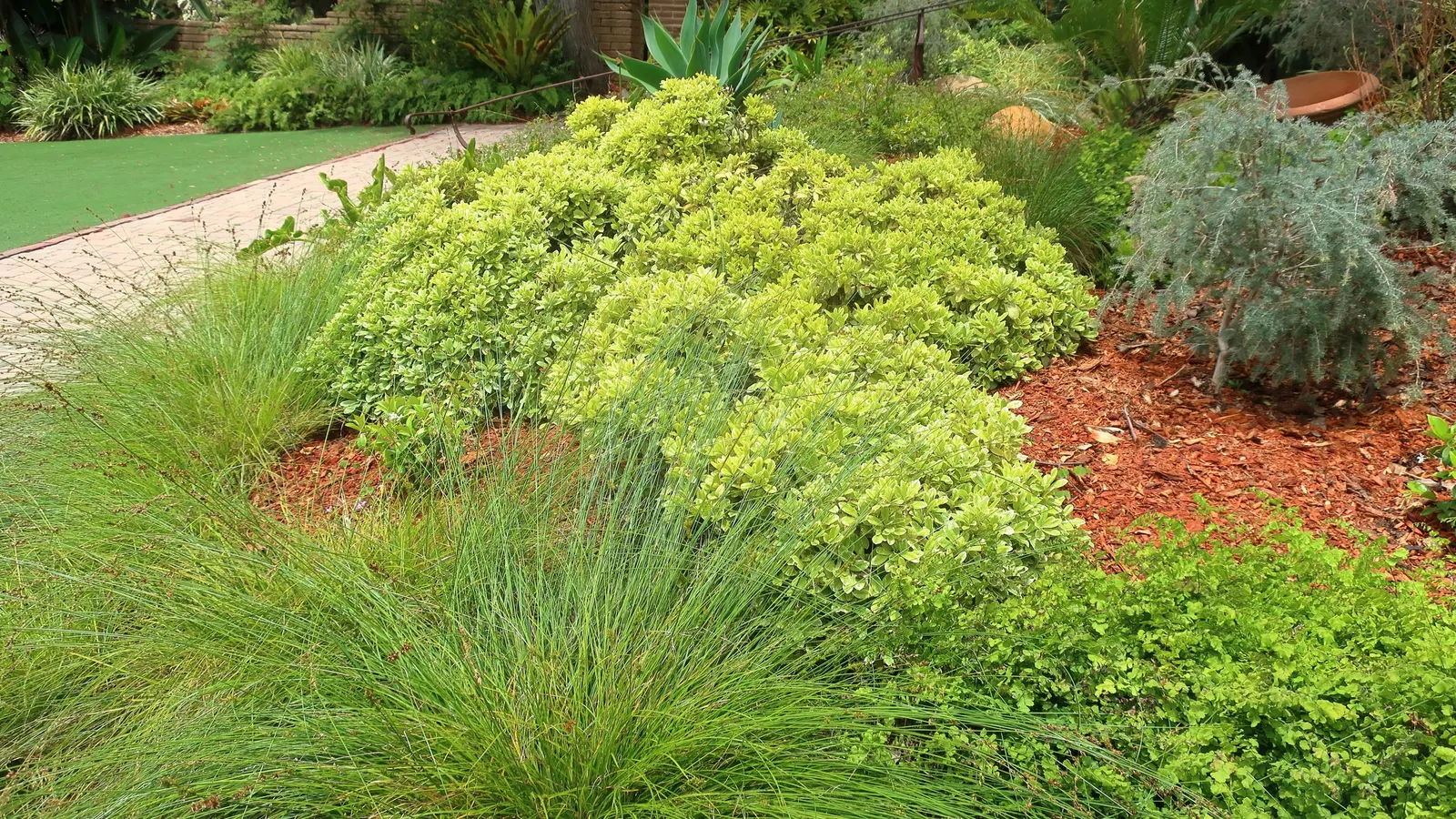 Berkeley Sedge (Carex Divulsa) — particularly along banks or slopes; is a versatile evergreen perennial that is highly valued for its lush