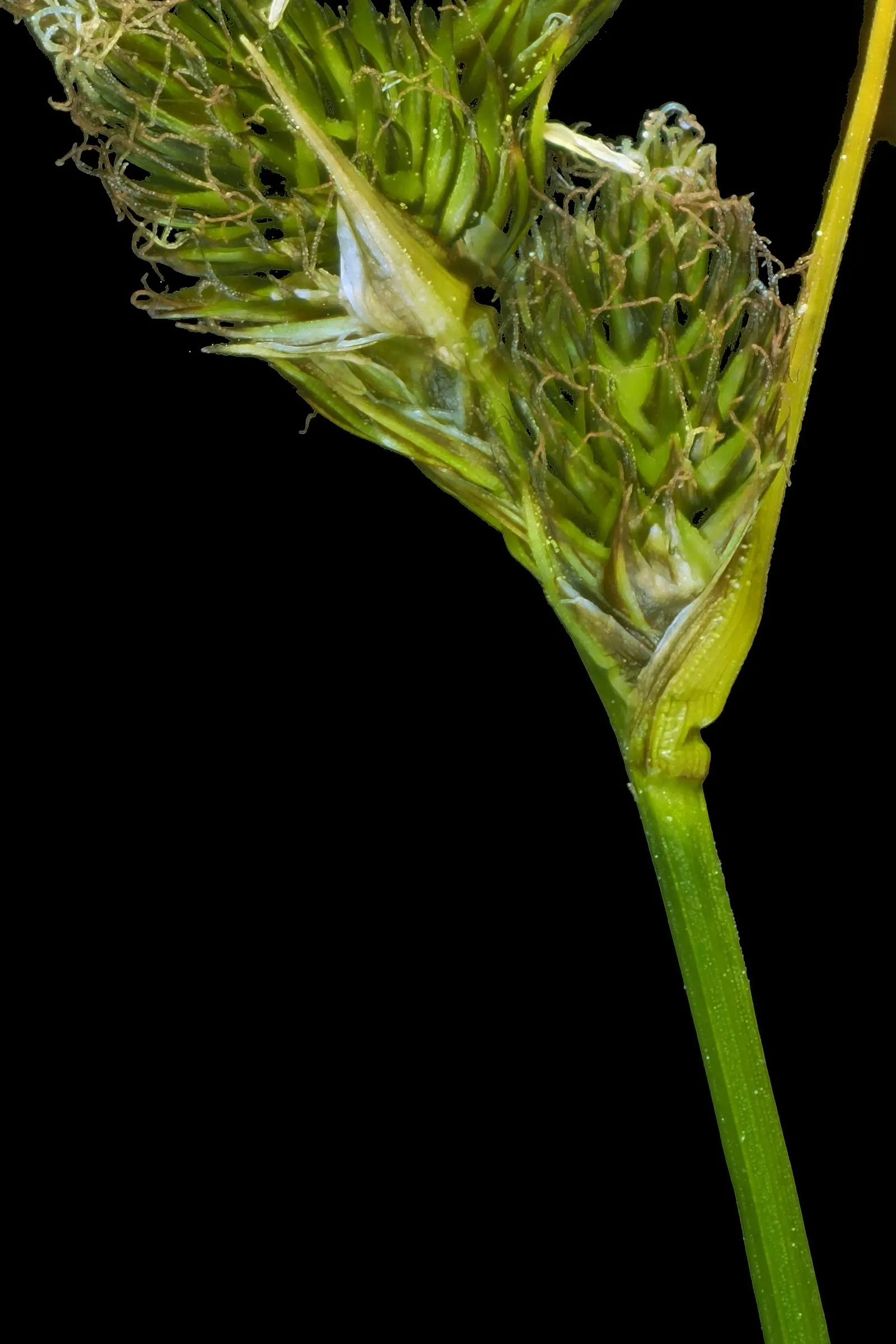 Berkeley Sedge (Carex Divulsa) — Low maintenance and shade-tolerant