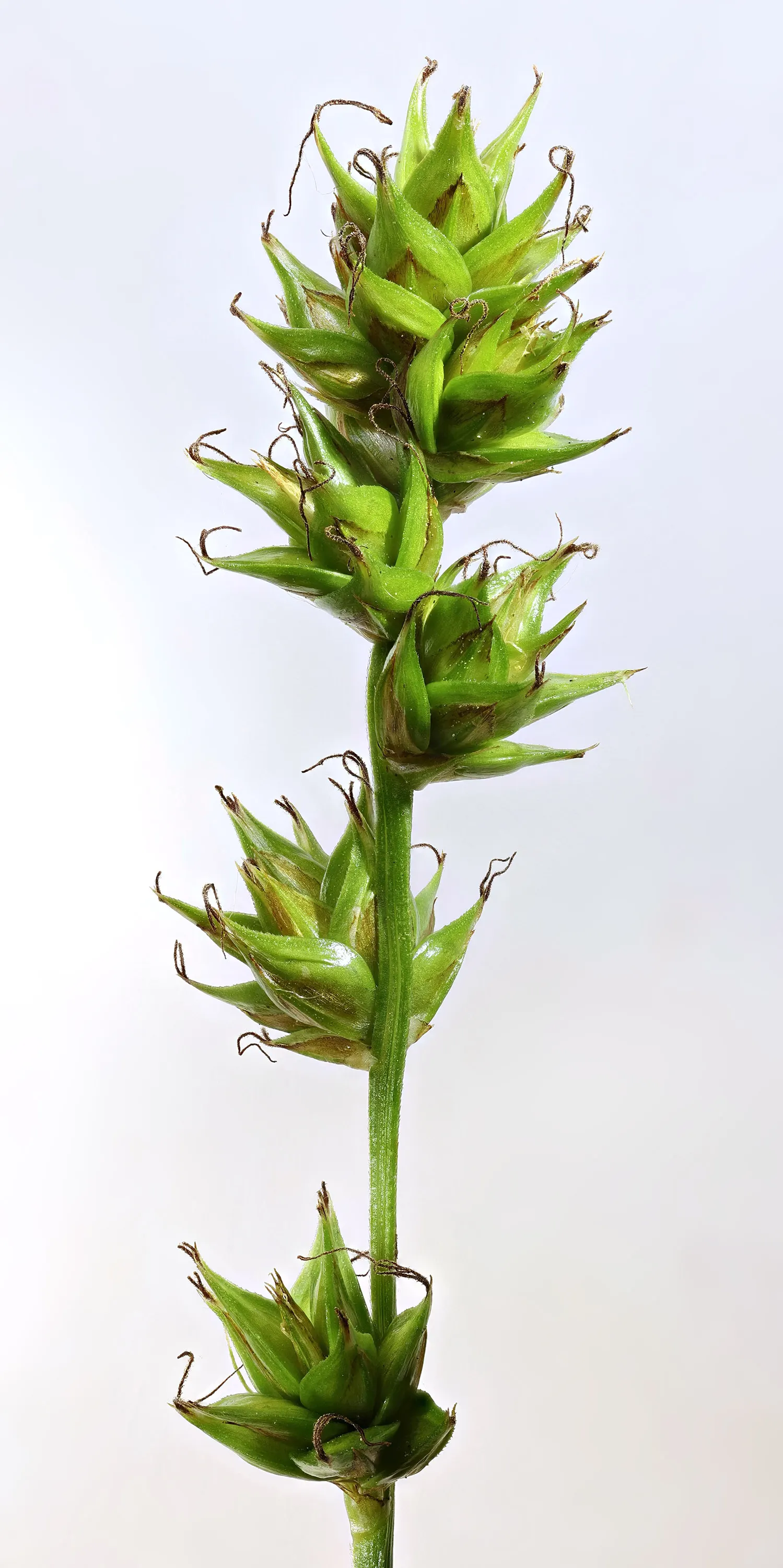 Berkeley Sedge (Carex Divulsa) — It also supports local wildlife; requiring moderate watering