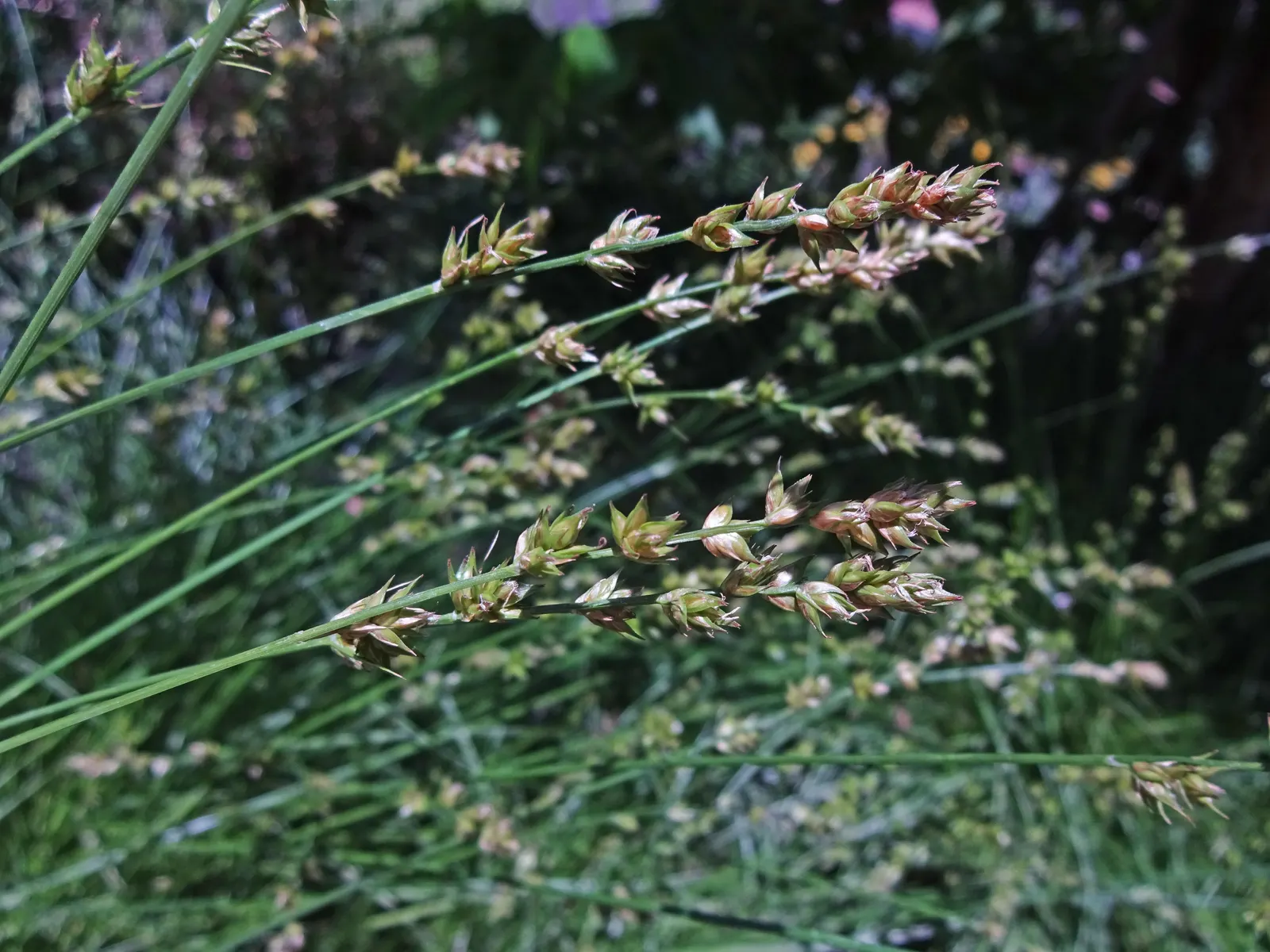 Berkeley Sedge (Carex Divulsa) — Thriving in USDA zones 5-9, it forms dense, fountain-like clumps reaching 1 to 2 feet in height and spread